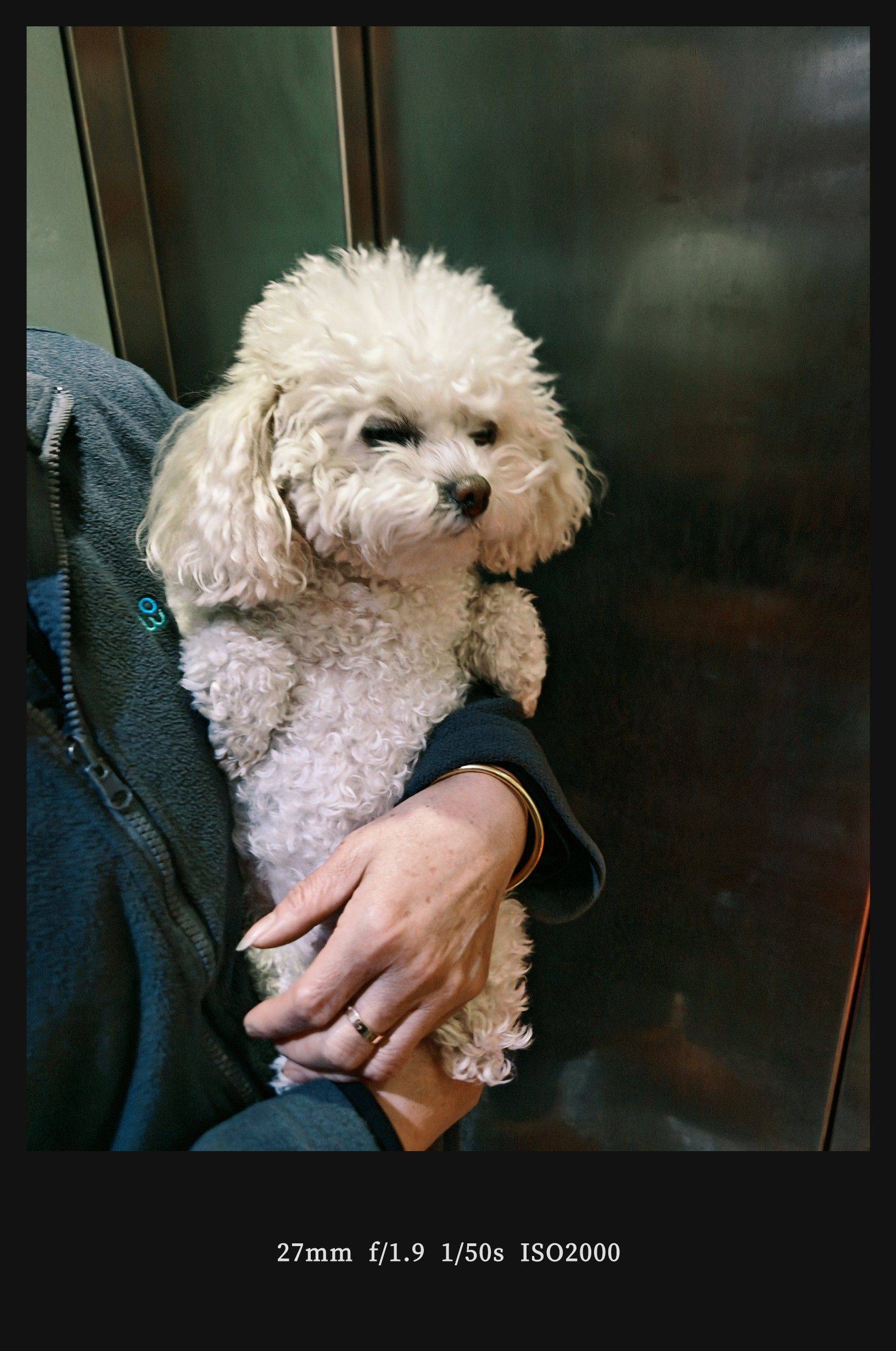  小狗  毛茸茸 _2