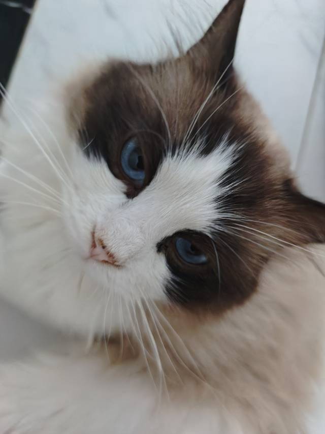 温顺布偶寻有缘人领养