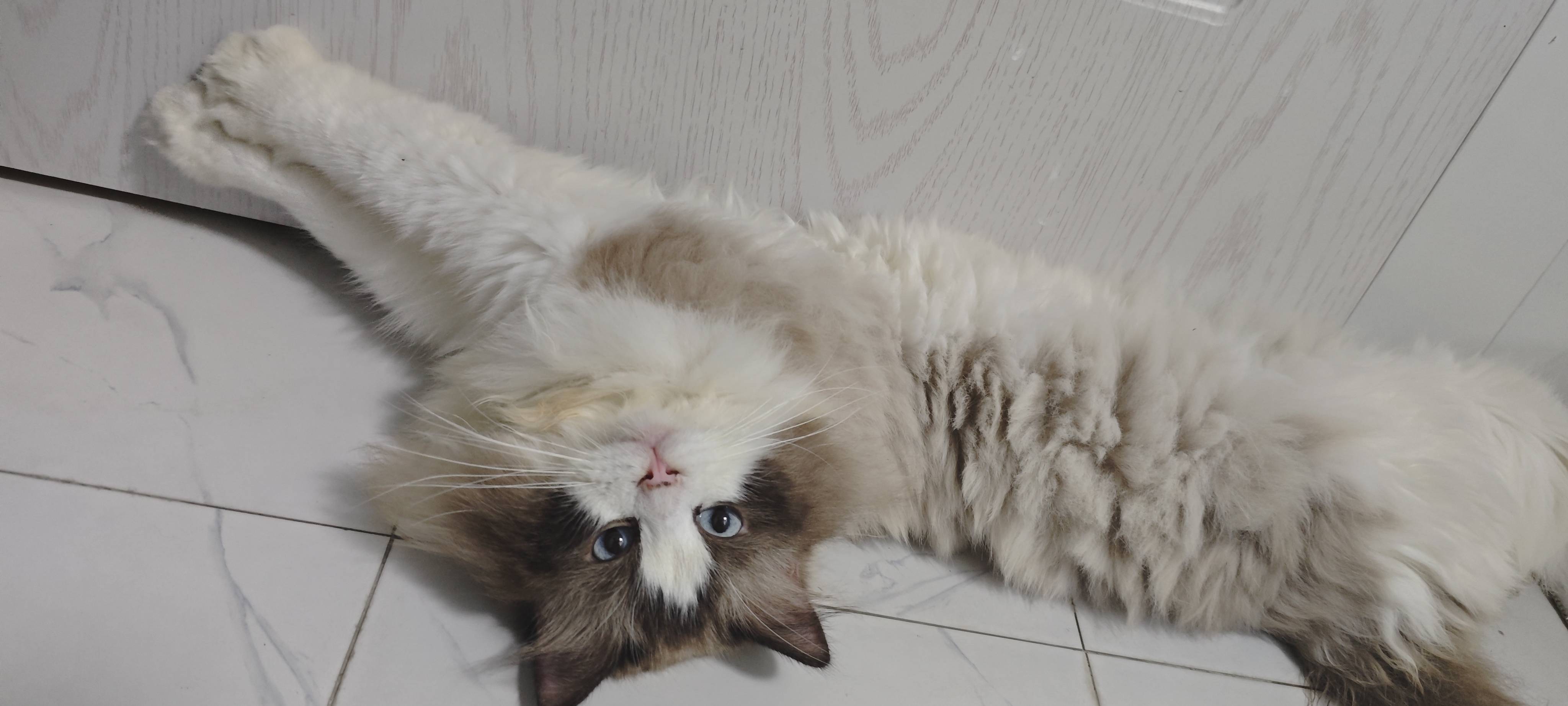 温顺布偶寻有缘人领养_2