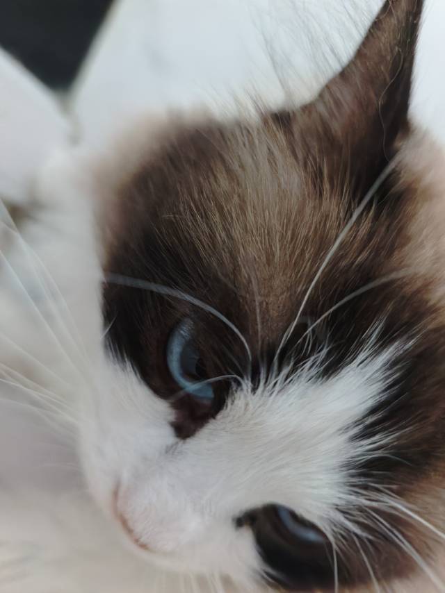 温顺布偶寻有缘人领养_1