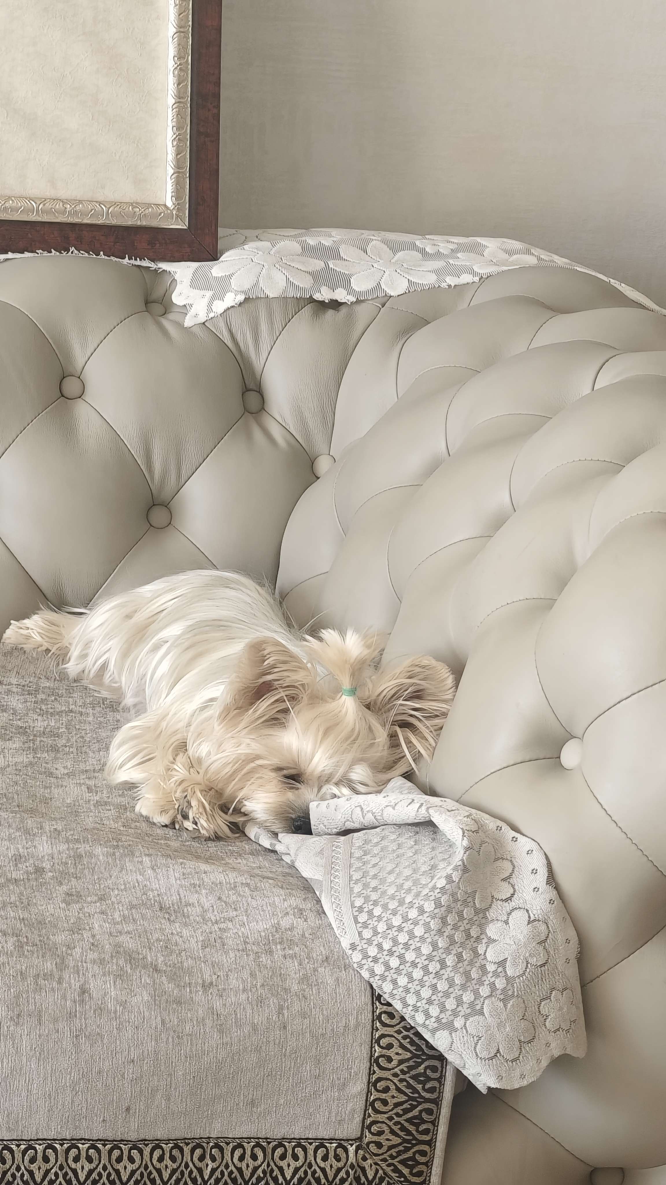 沈阳上门喂狗_2