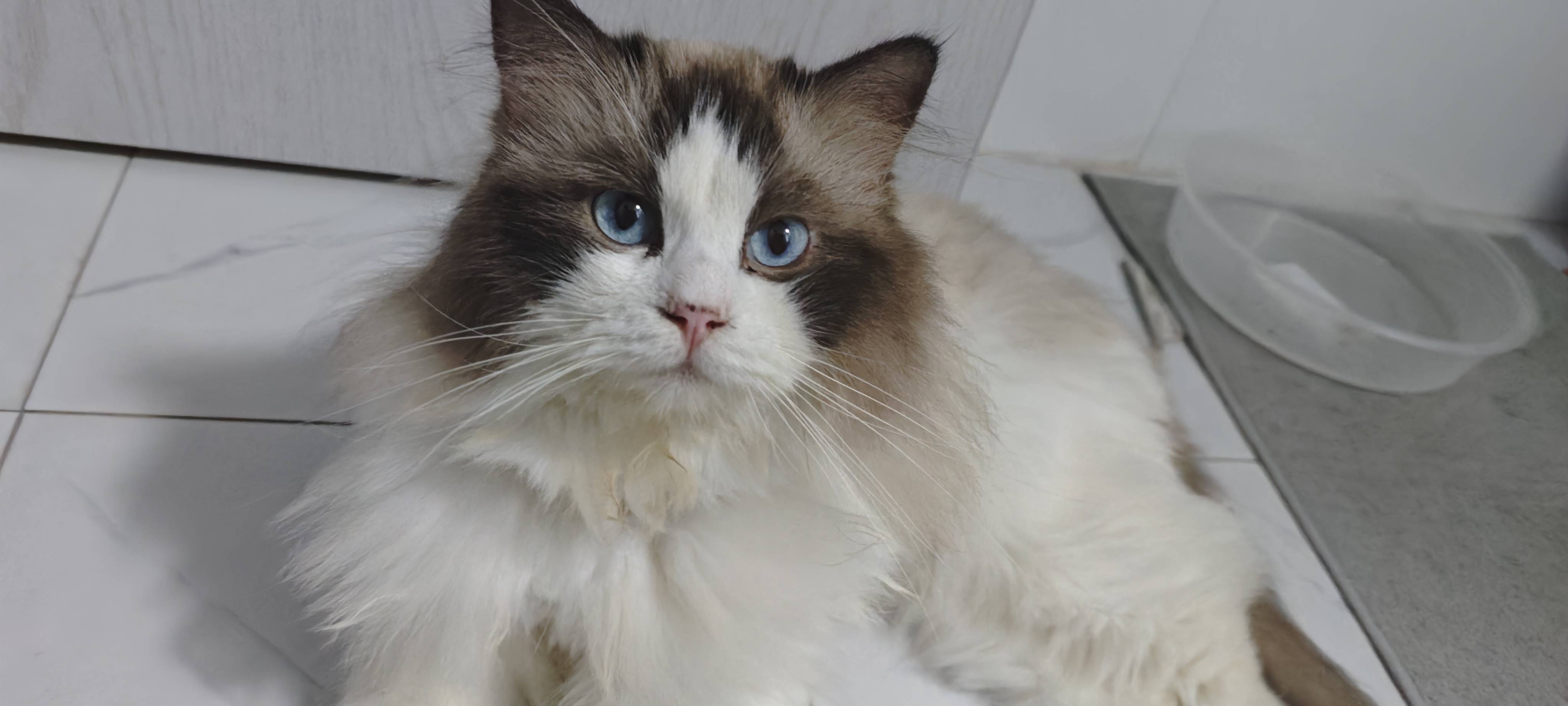 温顺布偶寻有缘人领养_3