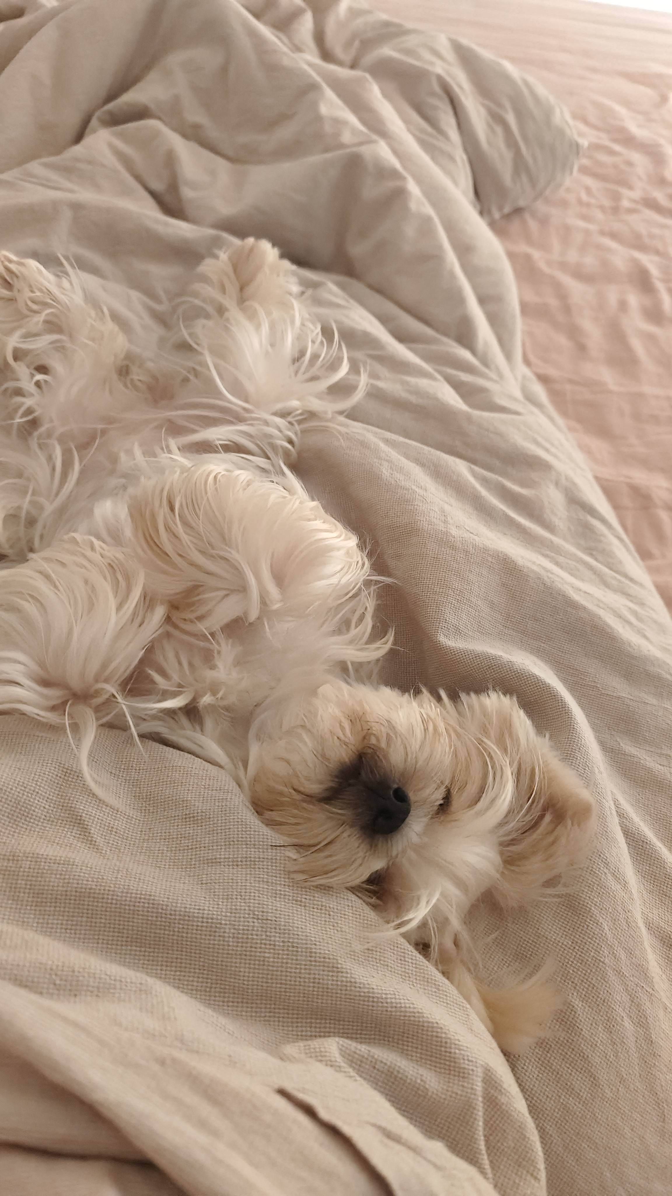 沈阳上门喂狗_3