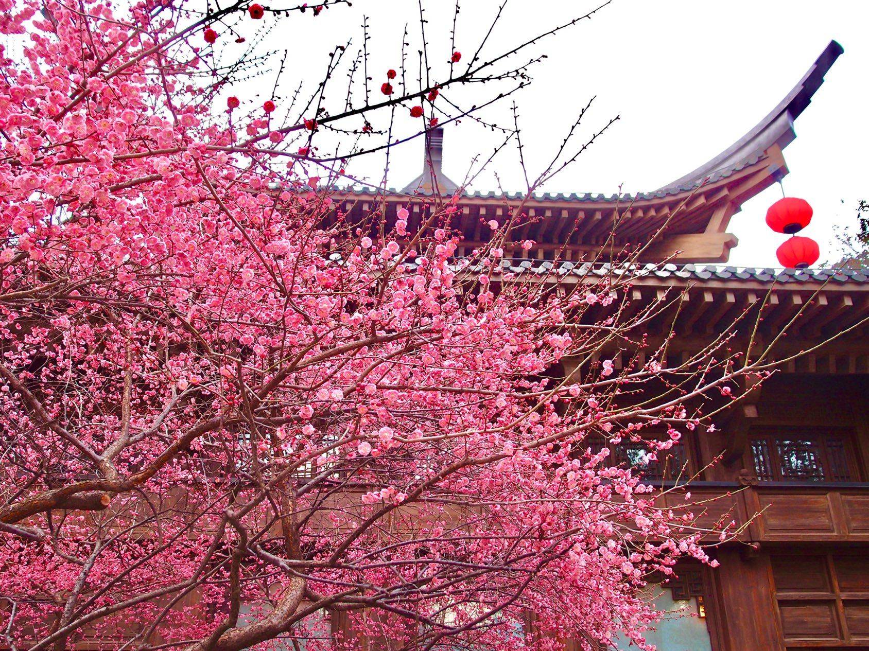 上海｜迪士尼“春色入马年”（第二弹）🐴🌷_3