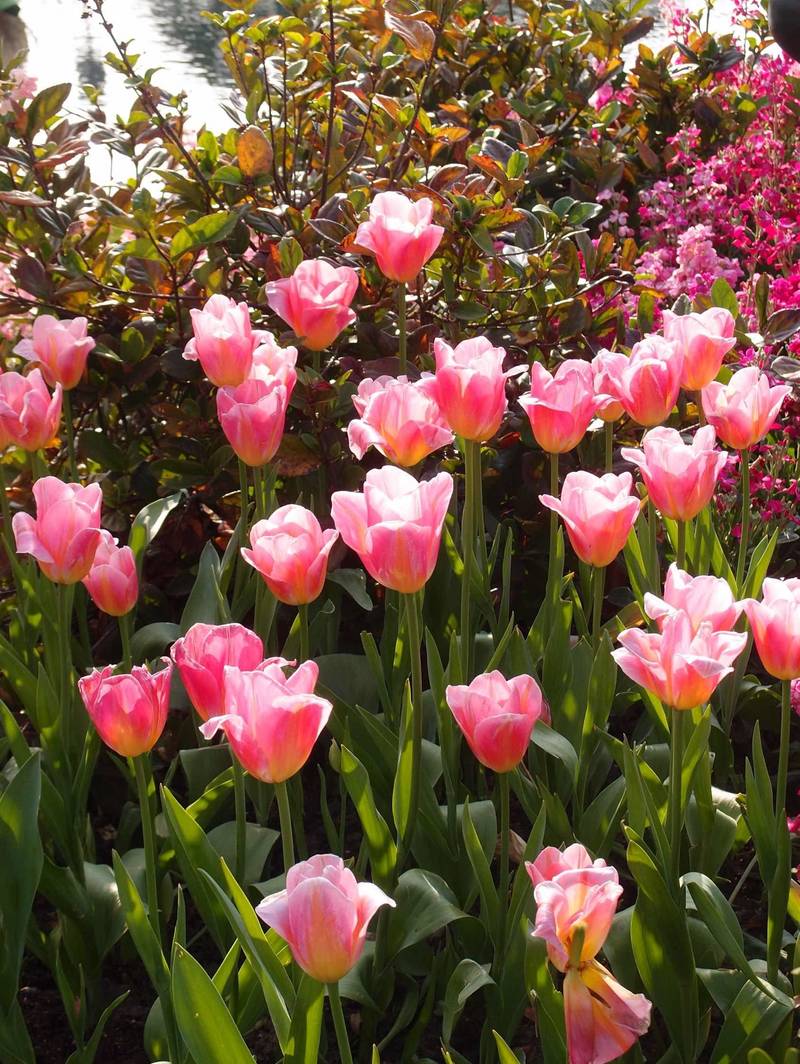 上海|迪士尼“春色入马年”(第二弹)🐴🌷