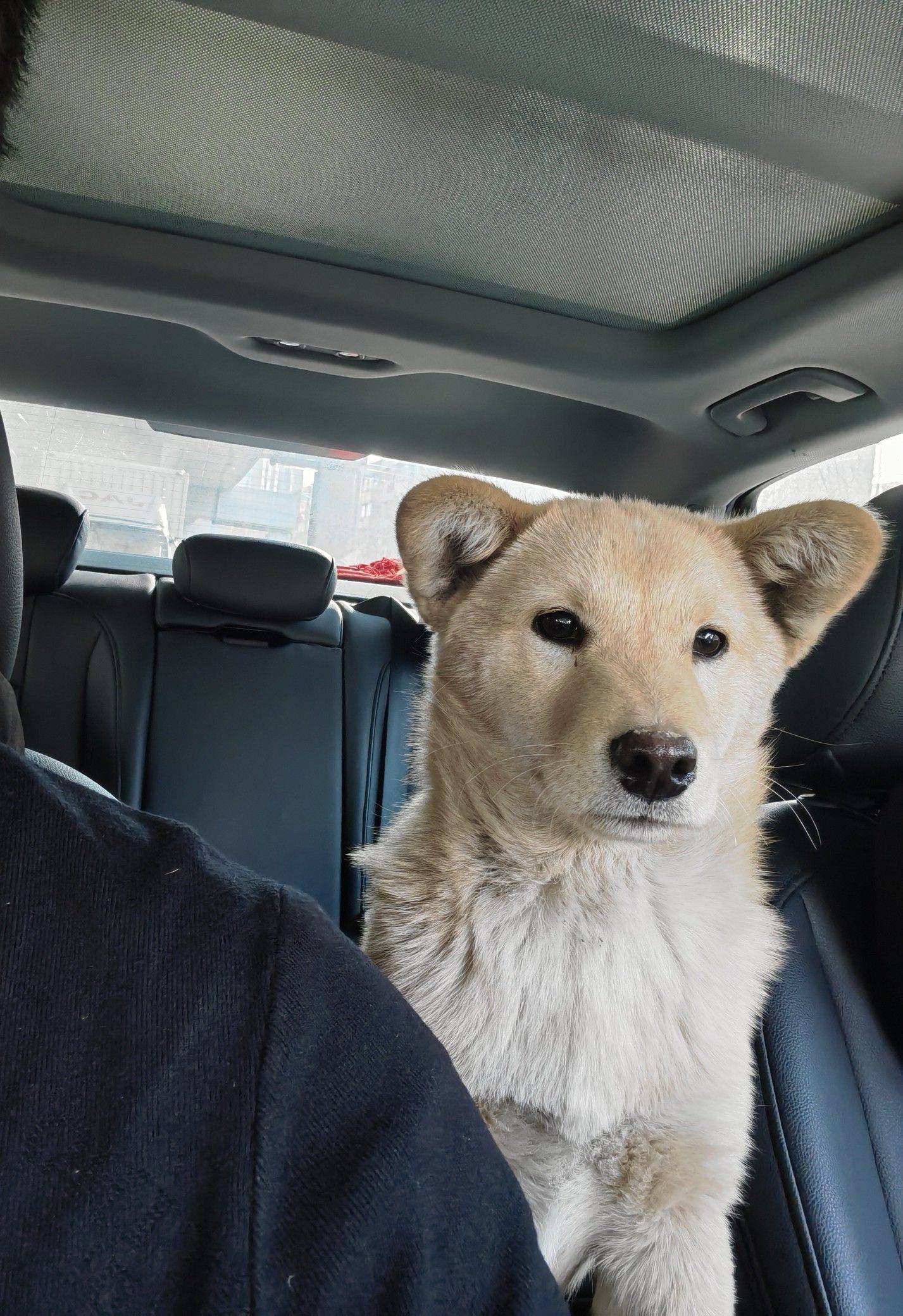 我家小七已经控制不住了。