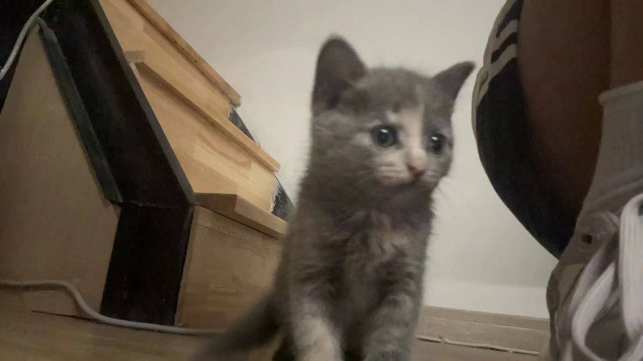 小猫长大记💖
 记录吧就现在  oo