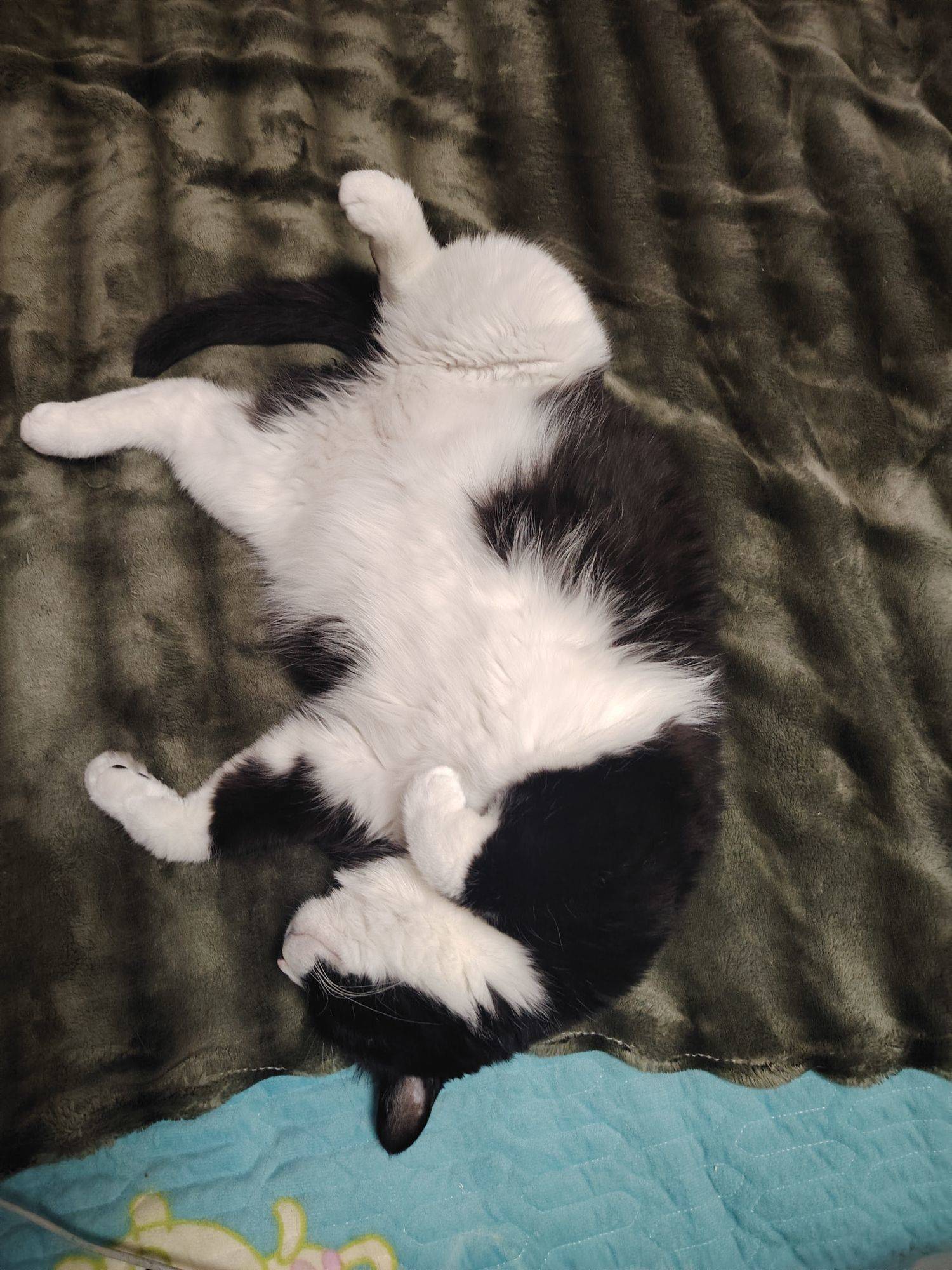  我家萌宠最可爱  小猫  翻身 