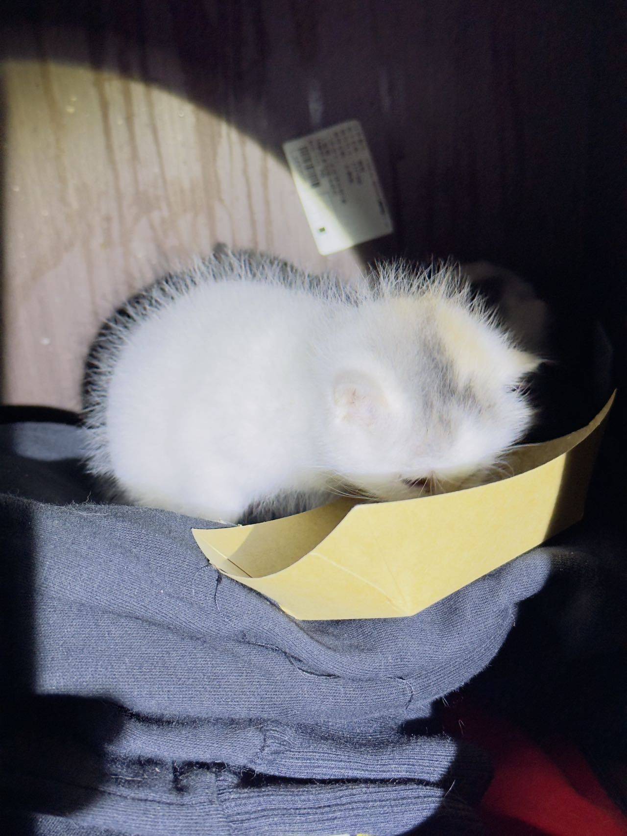 找领养 | 软萌小奶来袭~_4