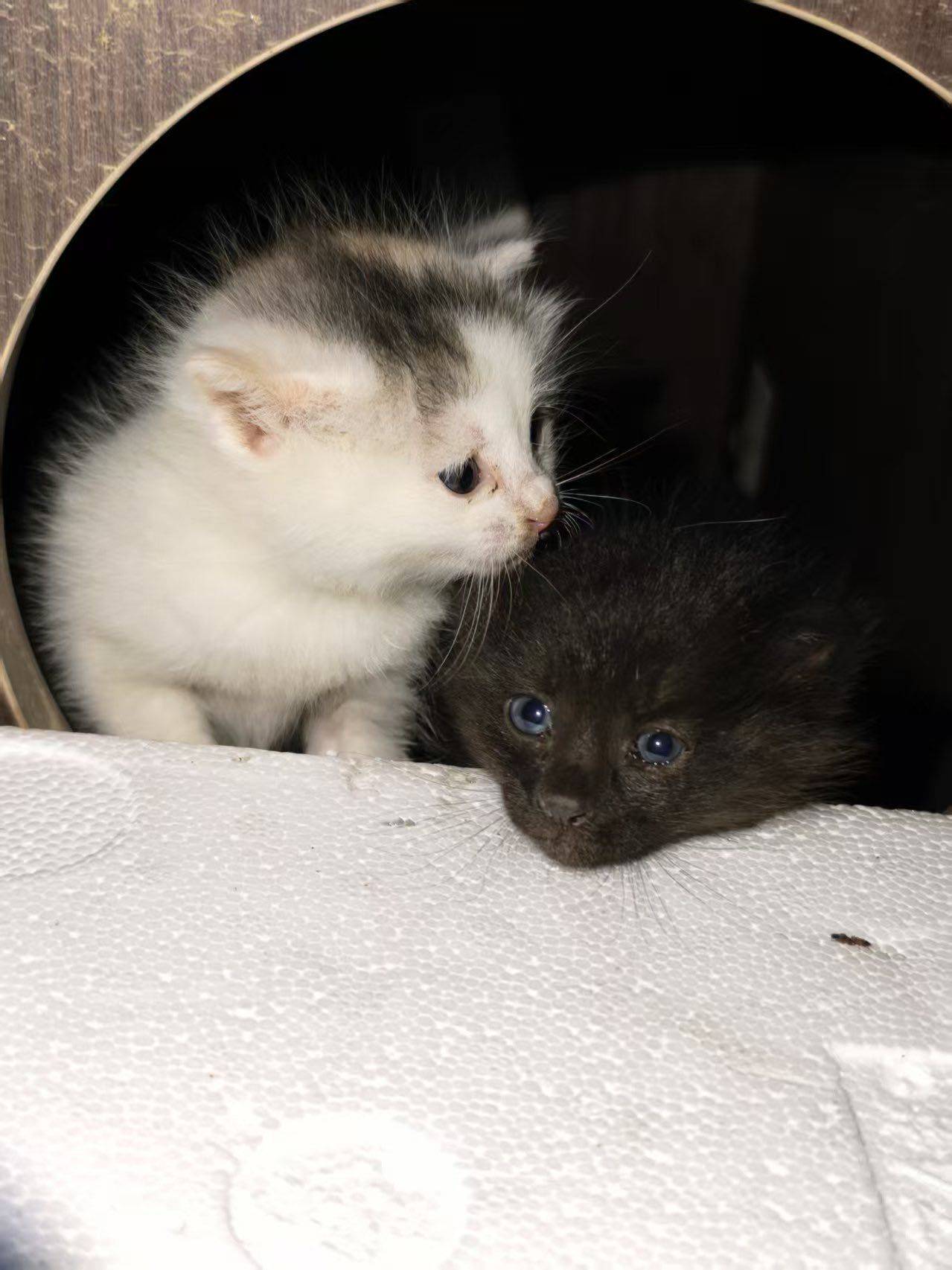 找领养 | 软萌小奶来袭~_1