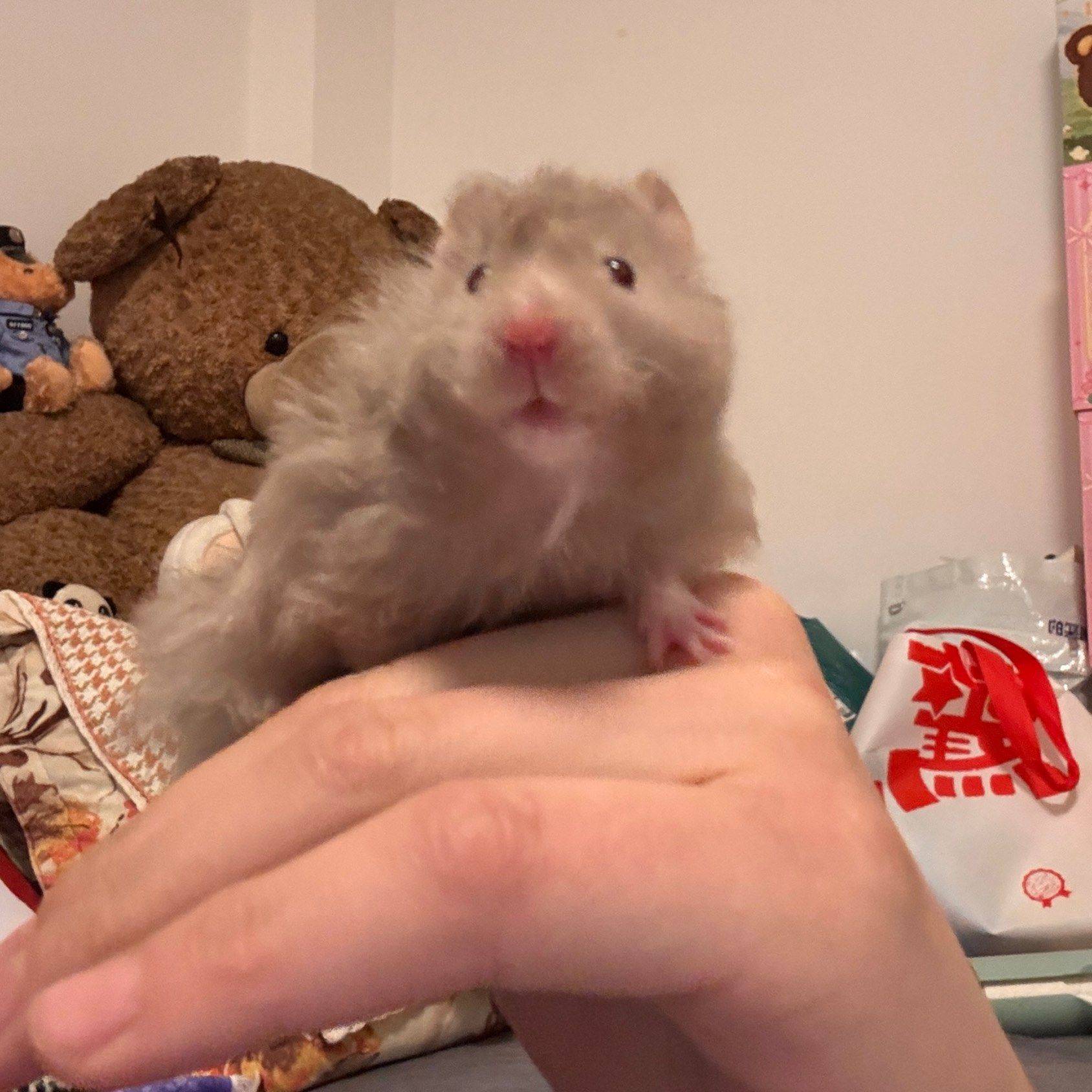 🐭头家里新成员！_2