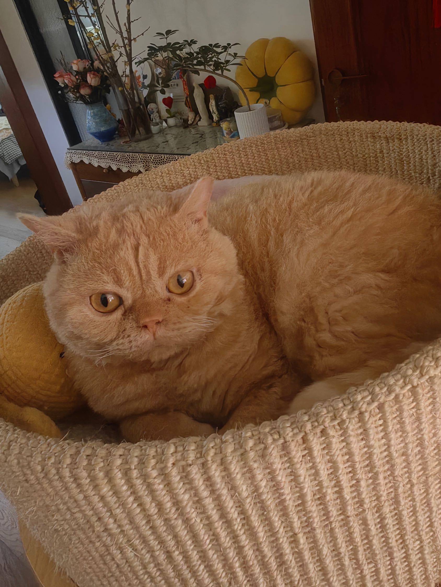 乳色塞凯找家中🥺