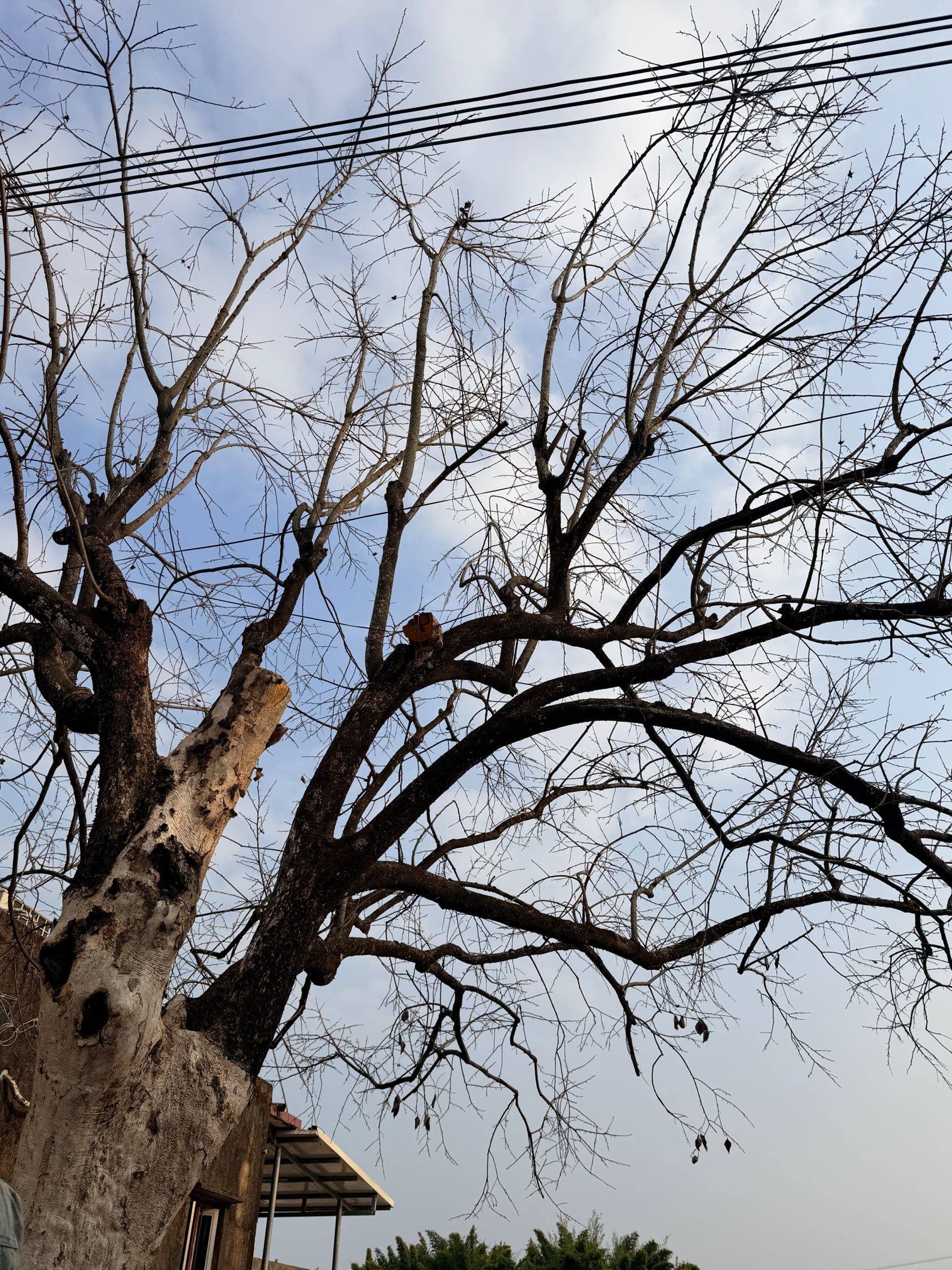 古木 枯树  冬日剪影 