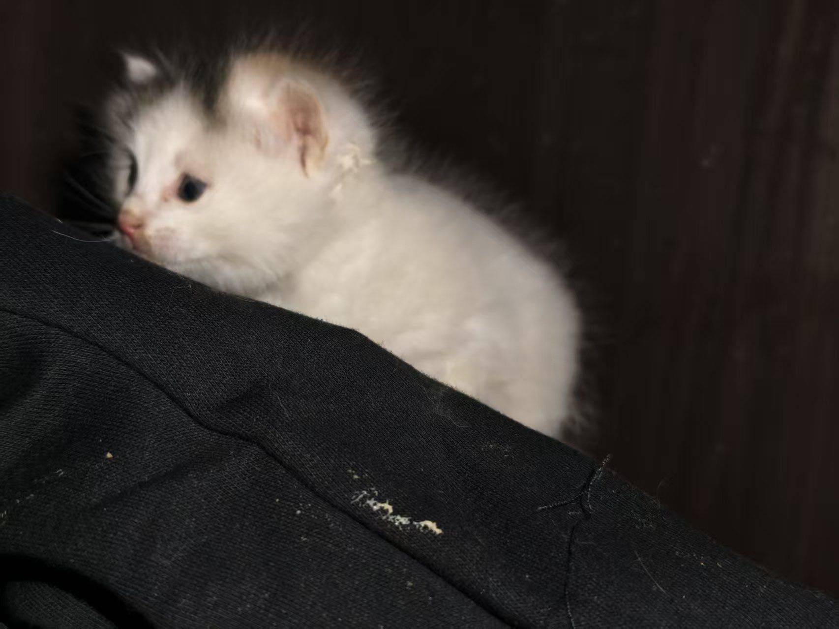 找领养 | 软萌小奶来袭~_3