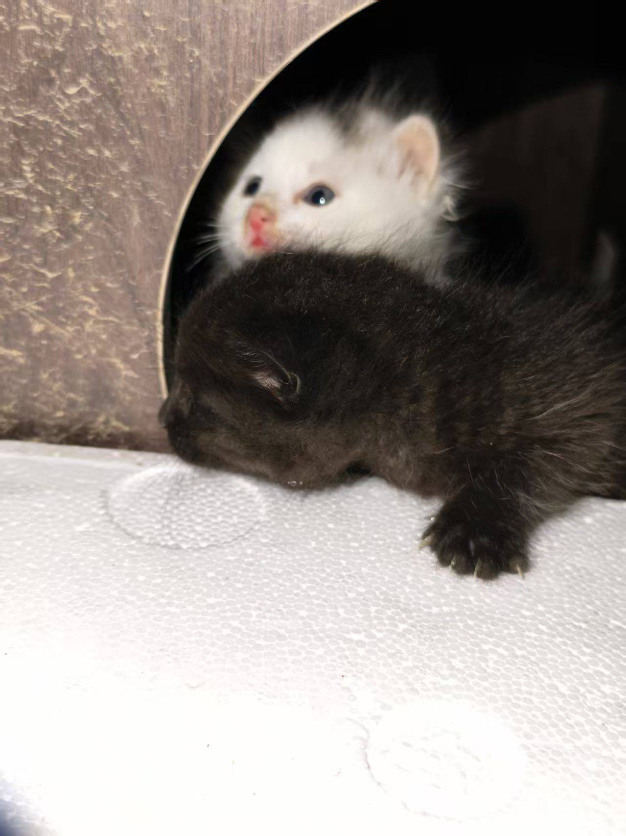 找领养 | 软萌小奶来袭~