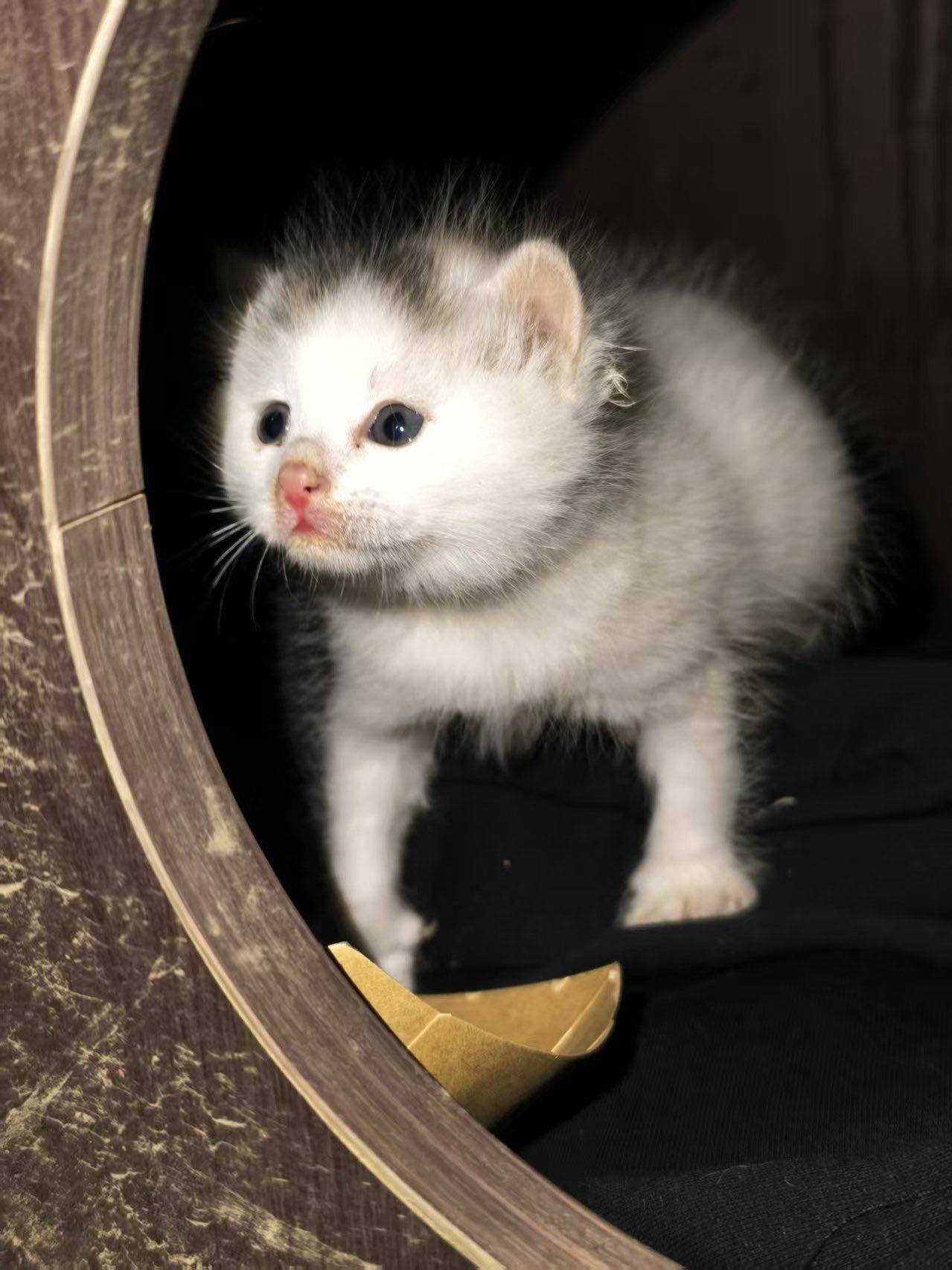 找领养 | 软萌小奶来袭~_2