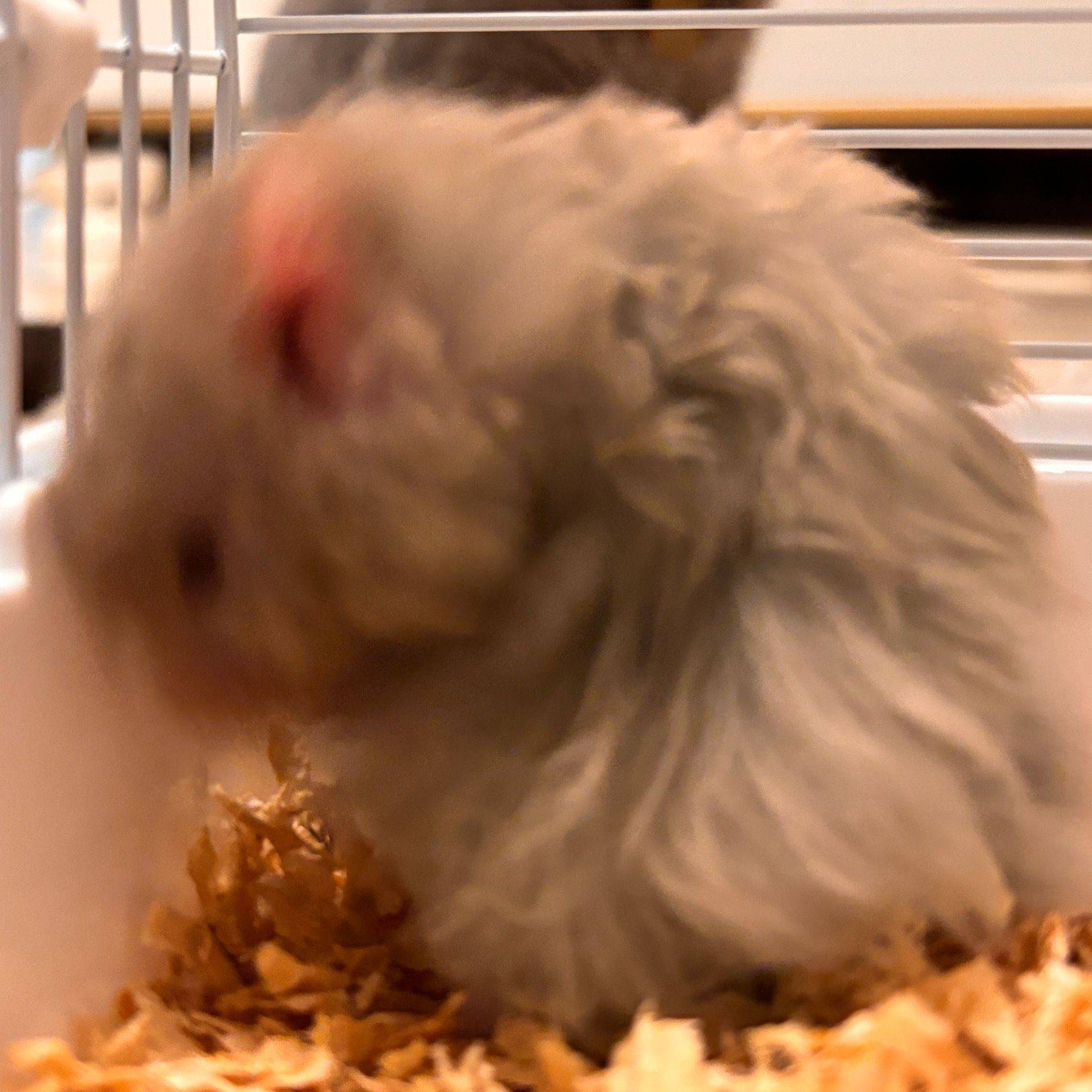 🐭头家里新成员！_1