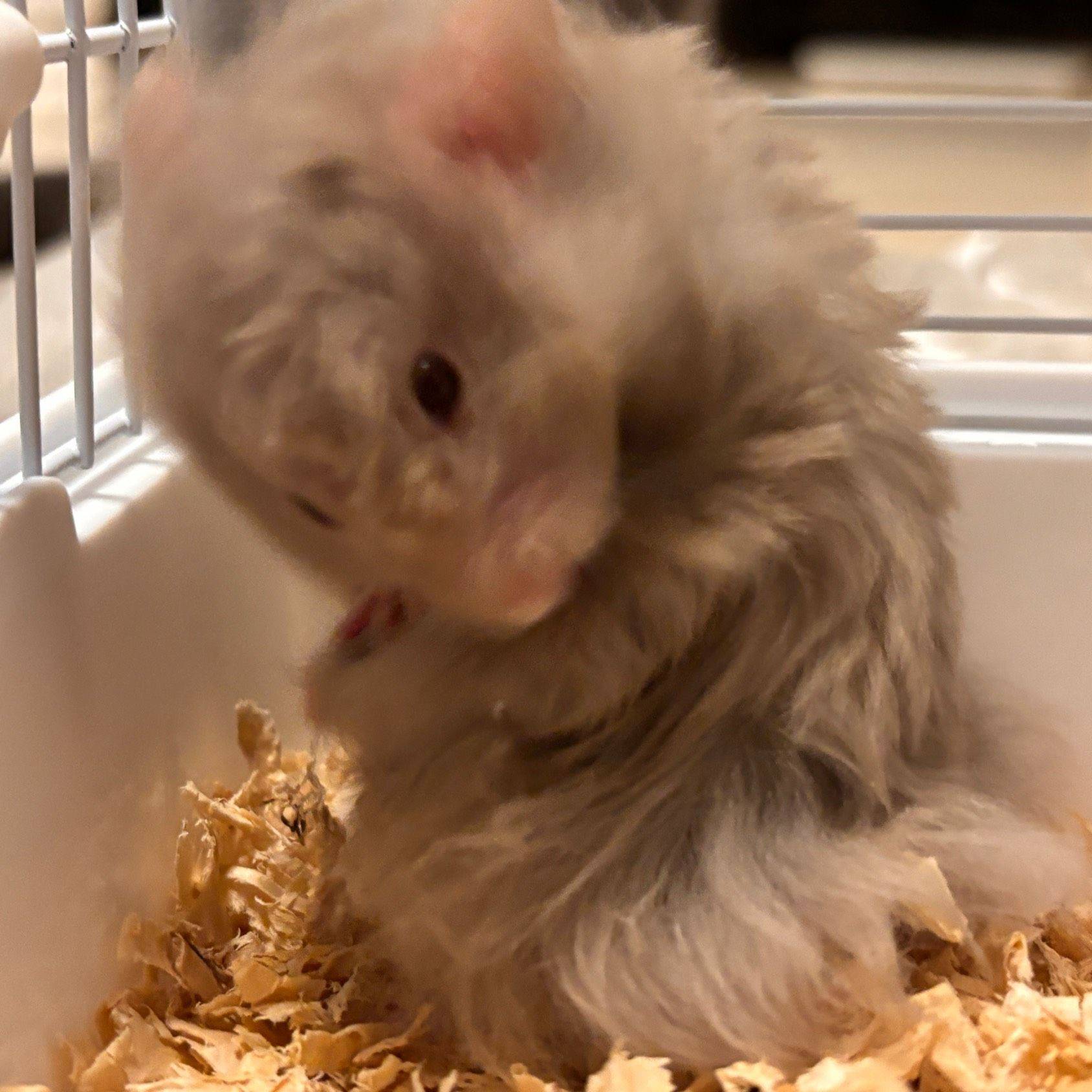 🐭头家里新成员！