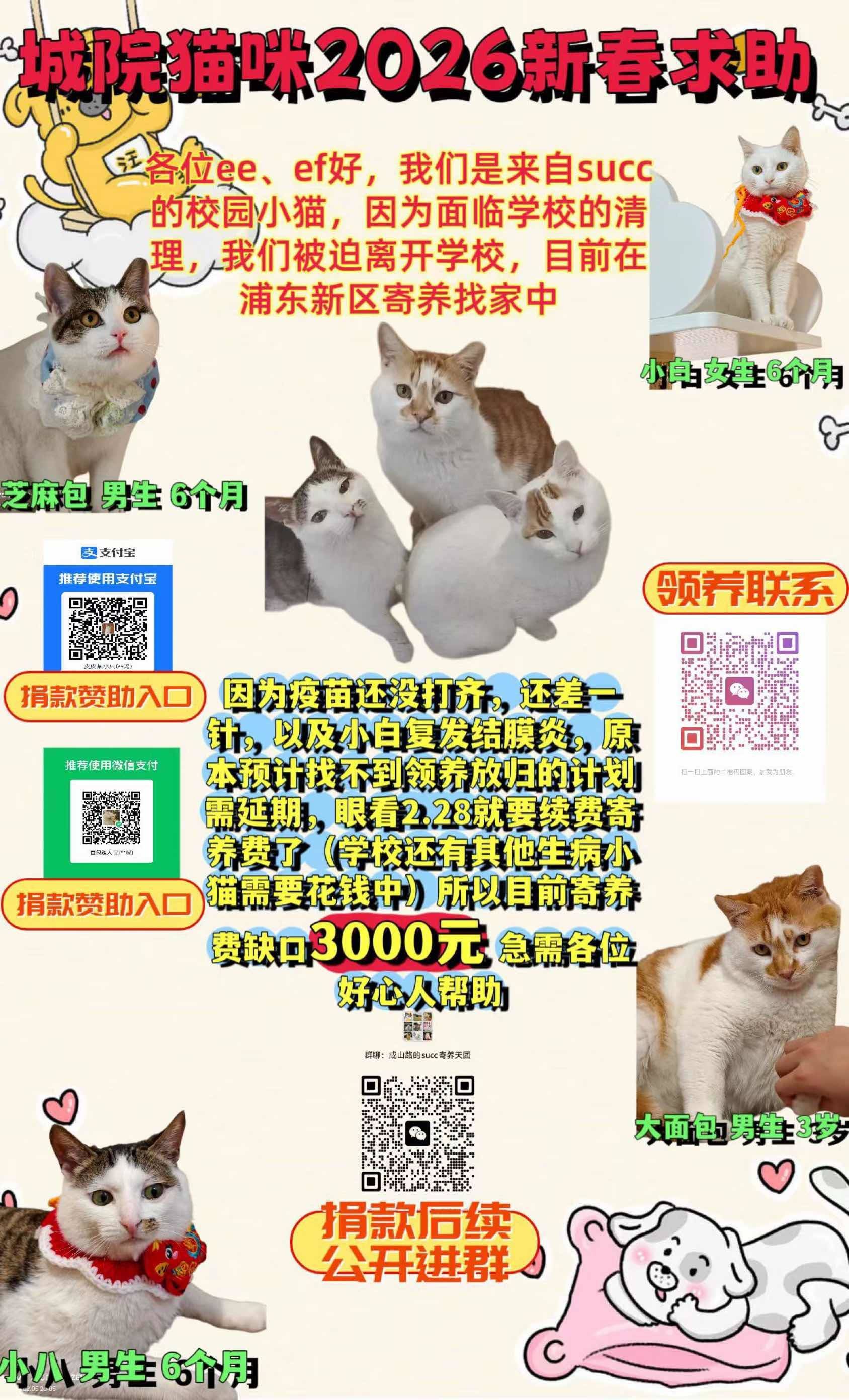 校园流浪猫被清退！找家中🥺