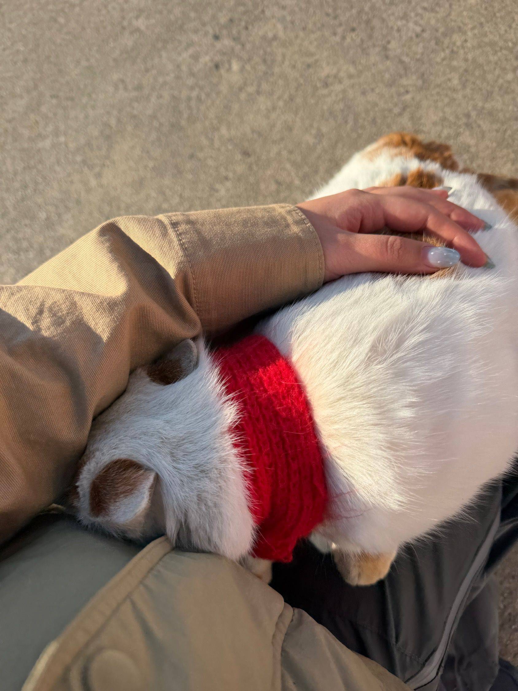 左手一只猫右手一只猫！