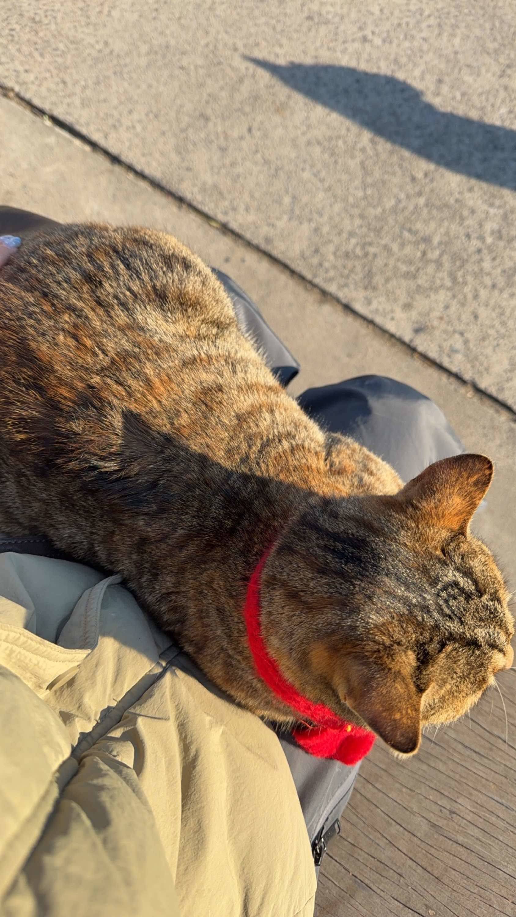 左手一只猫右手一只猫！_1