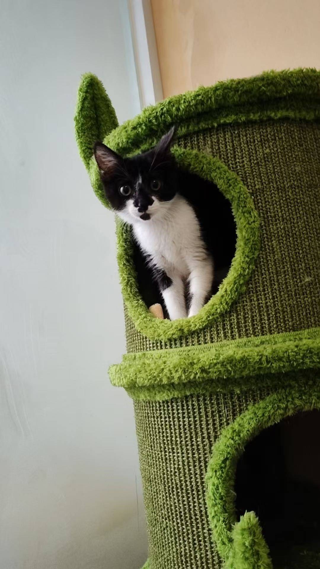 刚满一岁的奶牛胖妹妹找领养_2