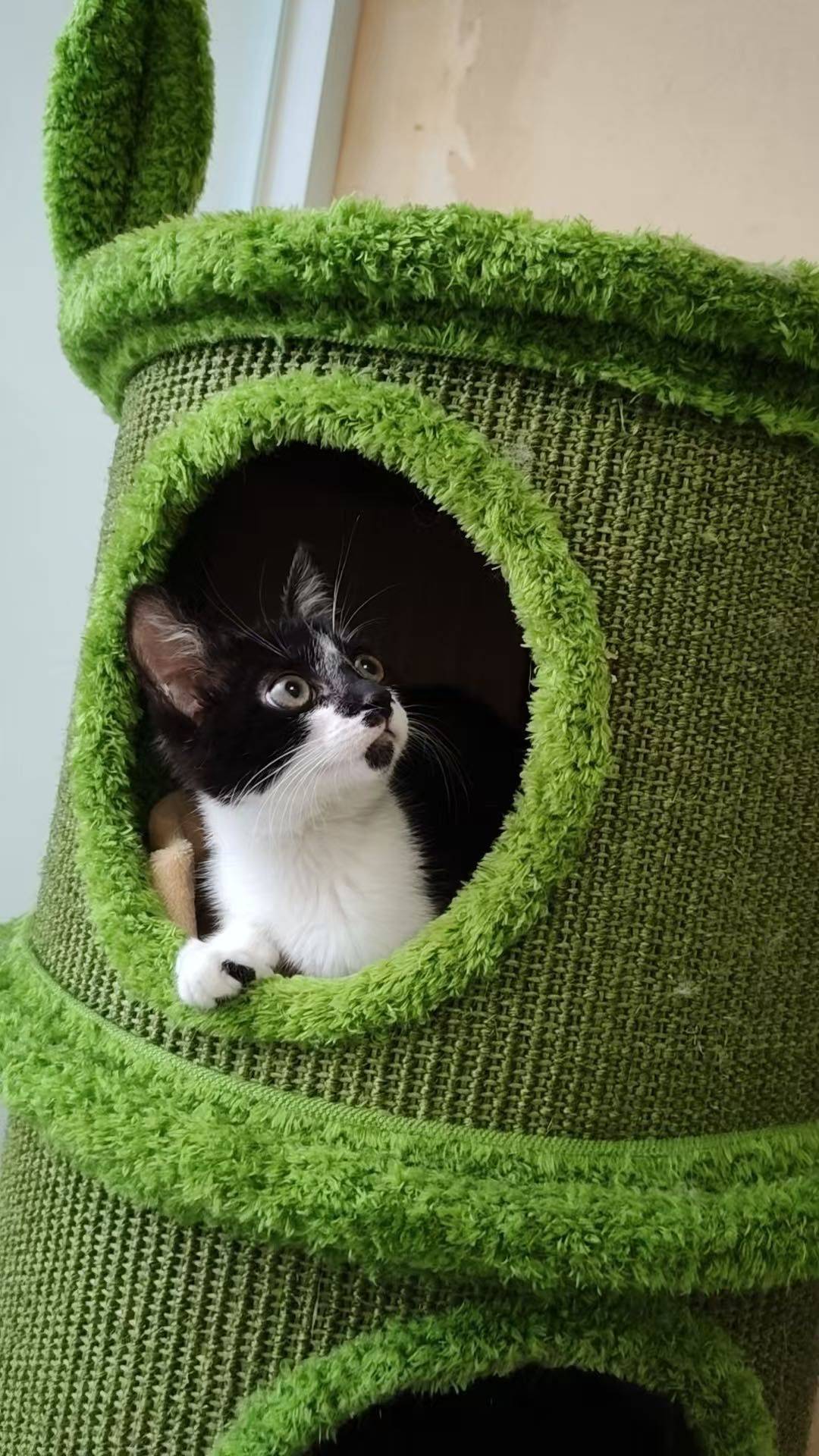 刚满一岁的奶牛胖妹妹找领养