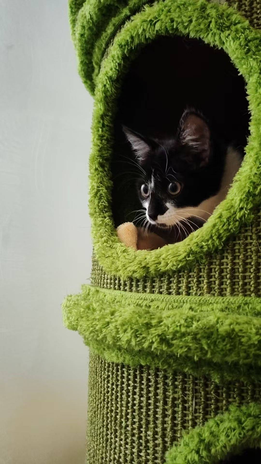 刚满一岁的奶牛胖妹妹找领养_1