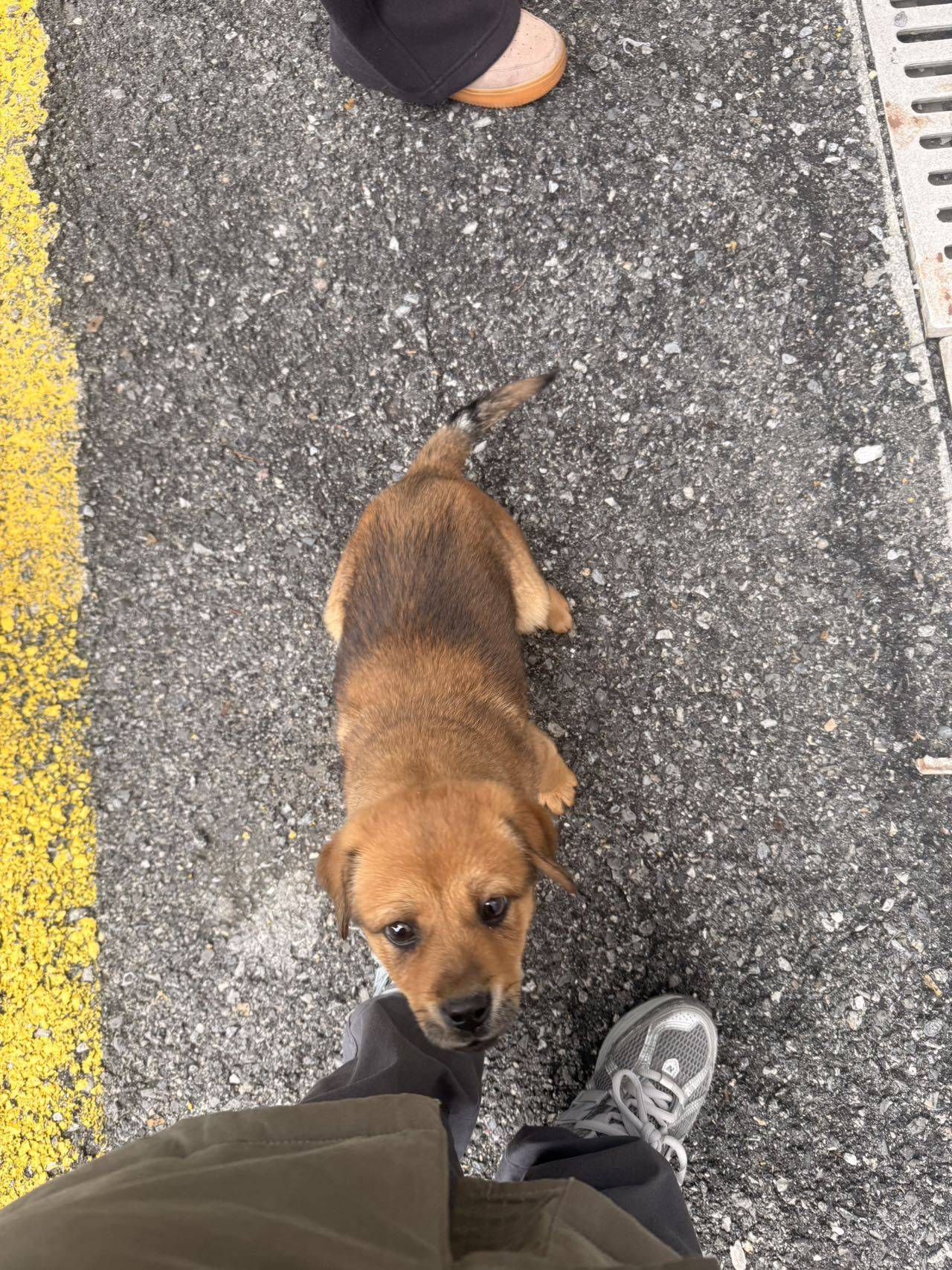 上海小狗流浪小狗求领养_2