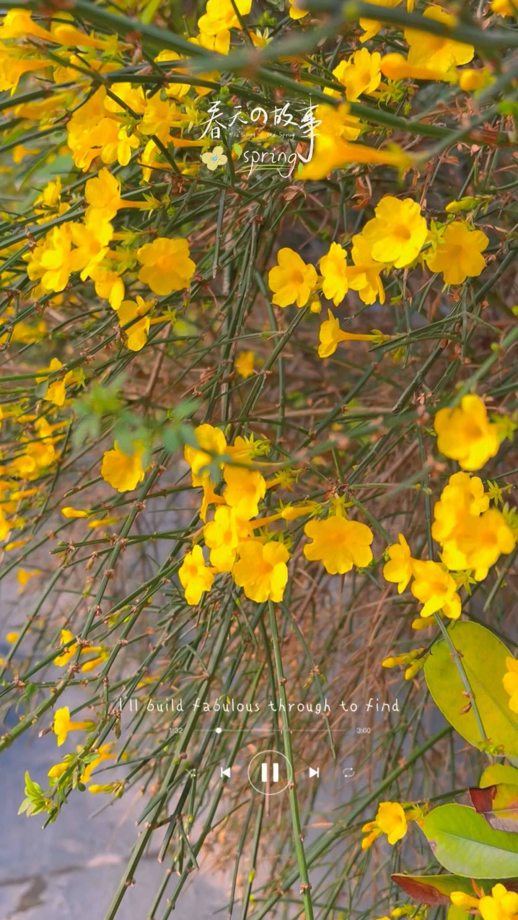 料峭春寒，一抹金黄先至，
迎春花开，春信