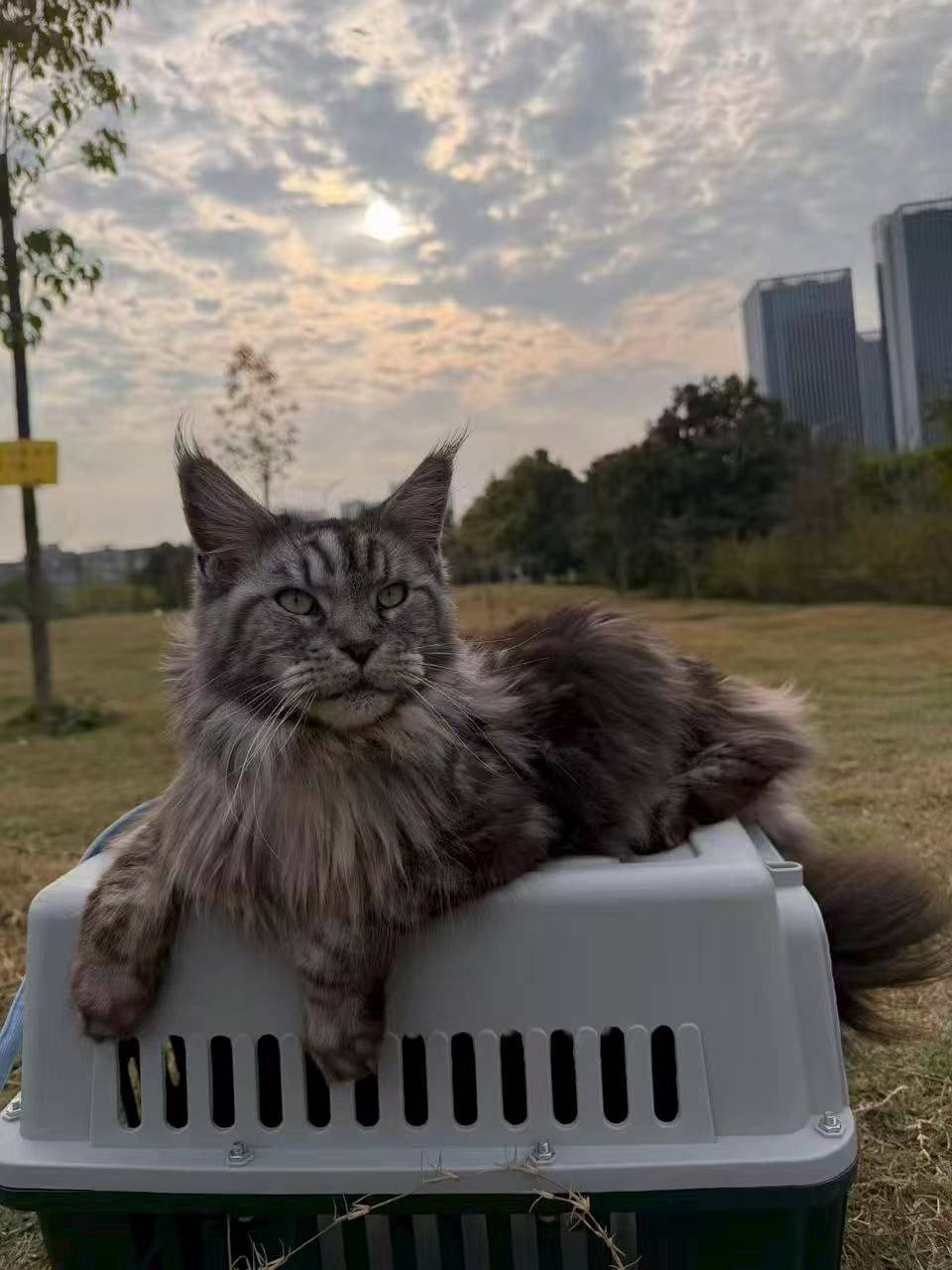 广州📍缅因待领养