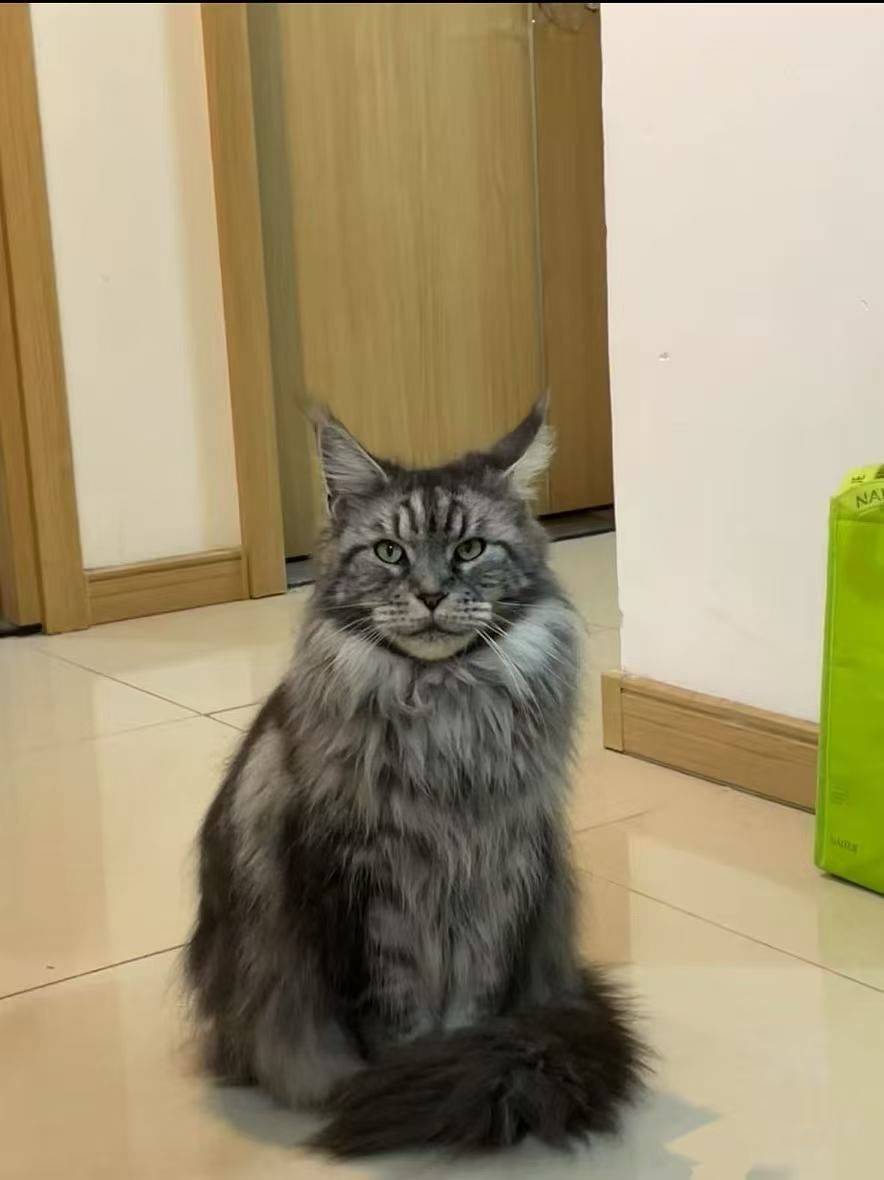 广州📍缅因待领养_1