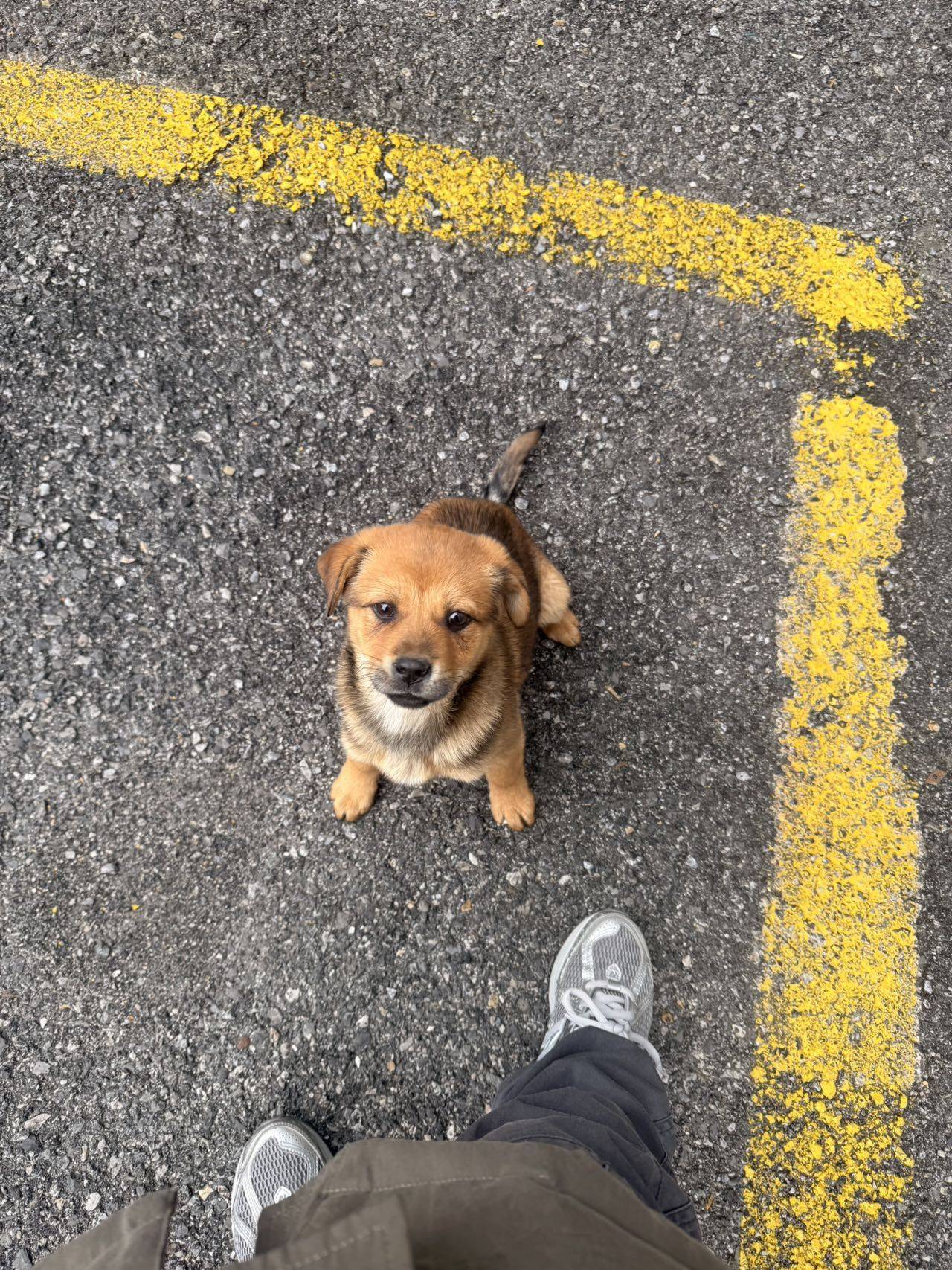 上海小狗流浪小狗求领养