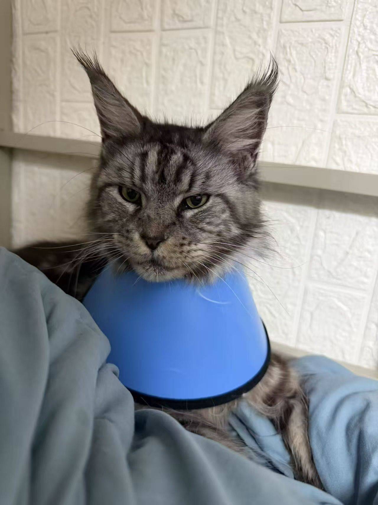 广州📍缅因待领养_2