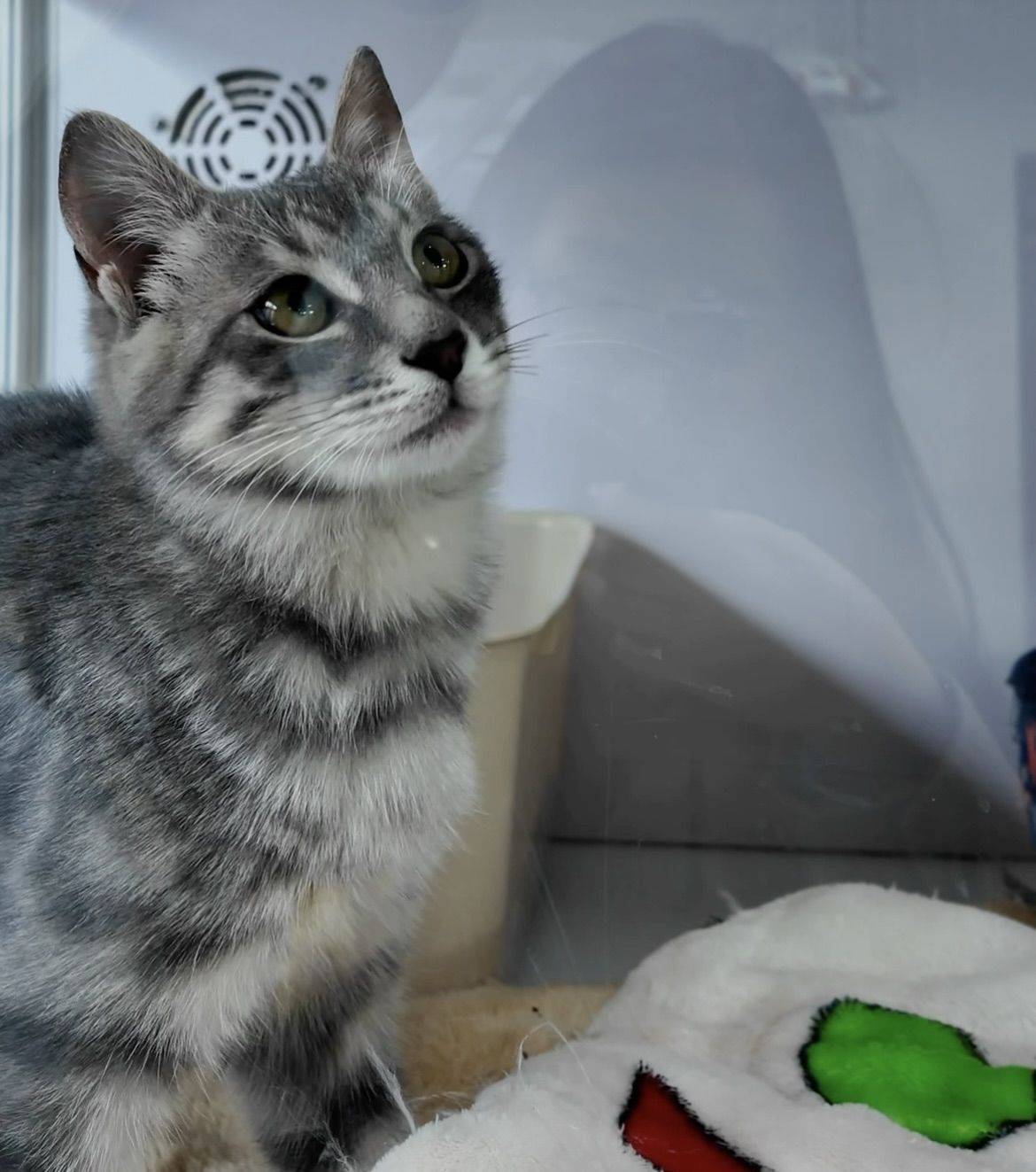 美短串串好米好米