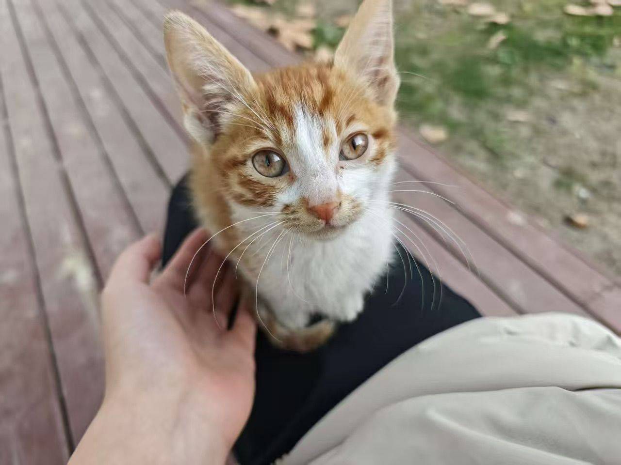 琥珀色眼睛的小毛米📍无锡