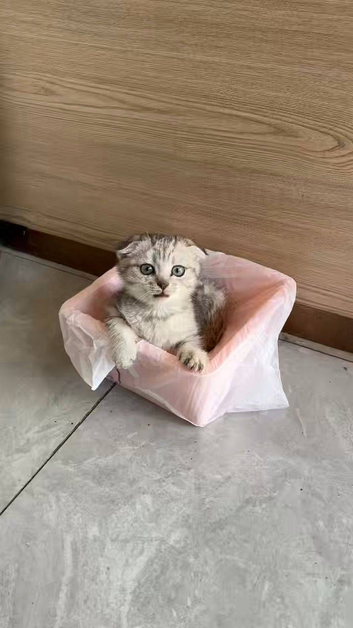 后腿残疾的折耳猫🥺