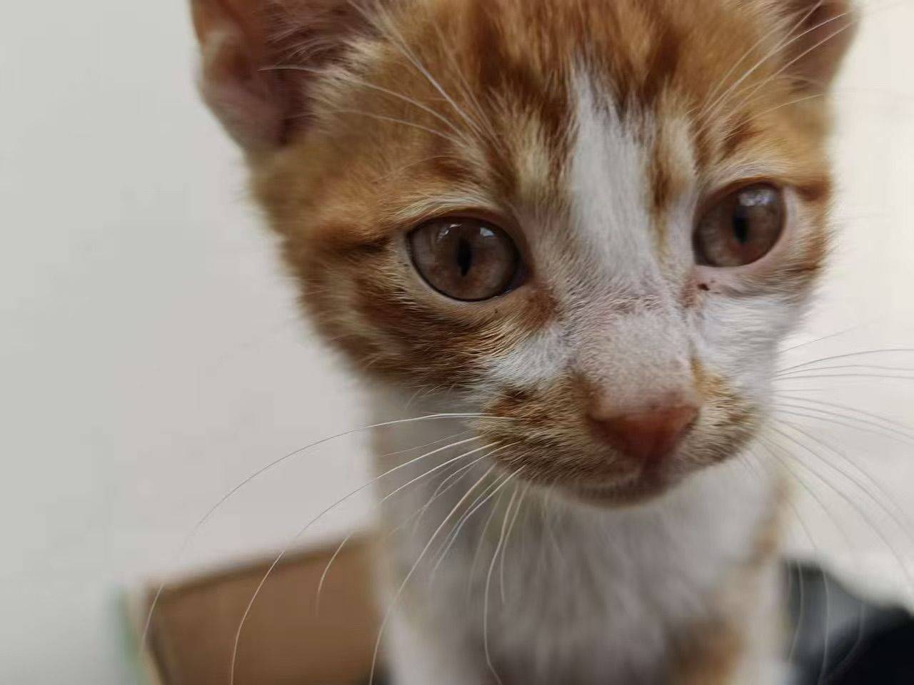 琥珀色眼睛的小毛米📍无锡_1