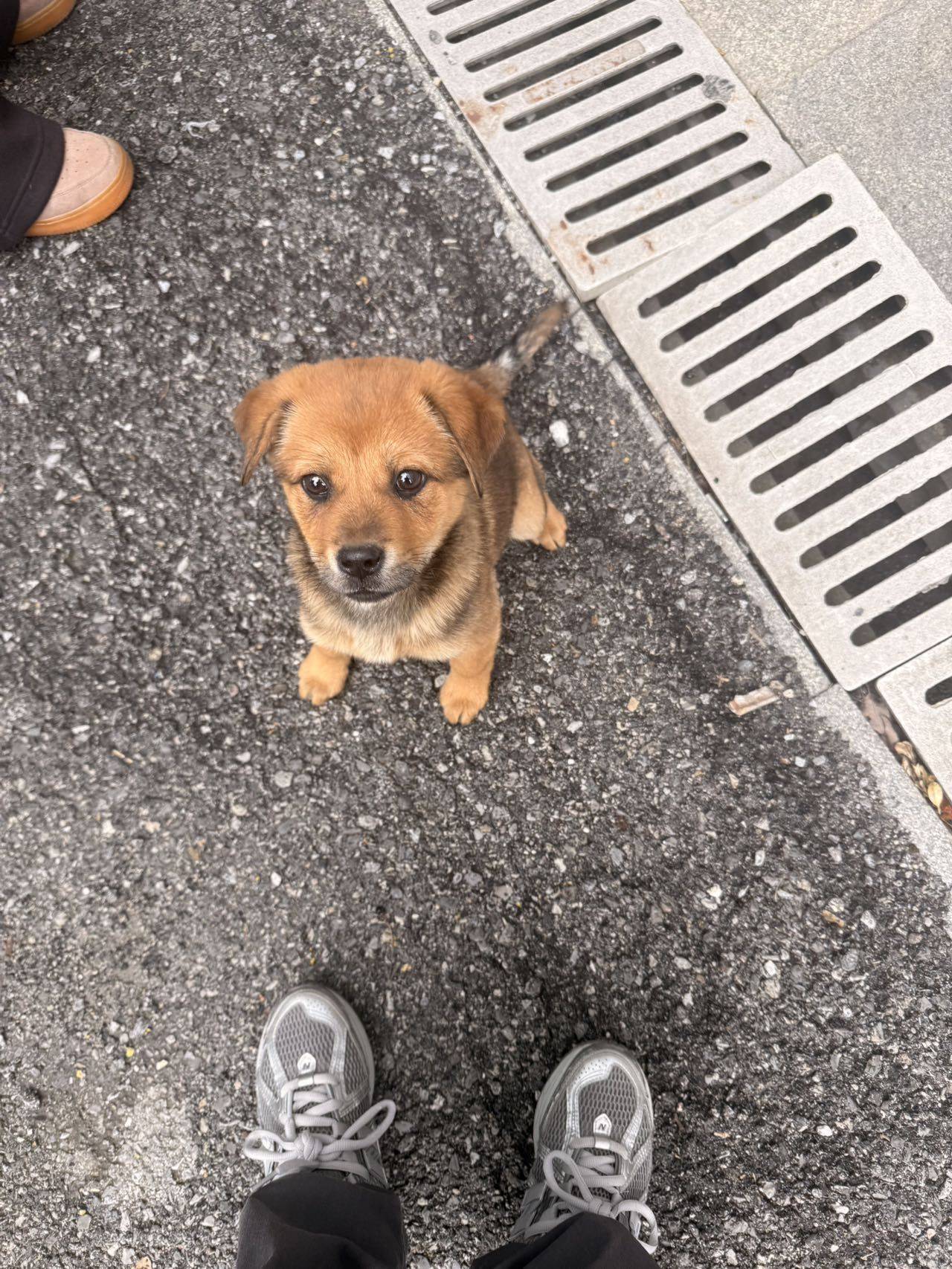 上海小狗流浪小狗求领养_1