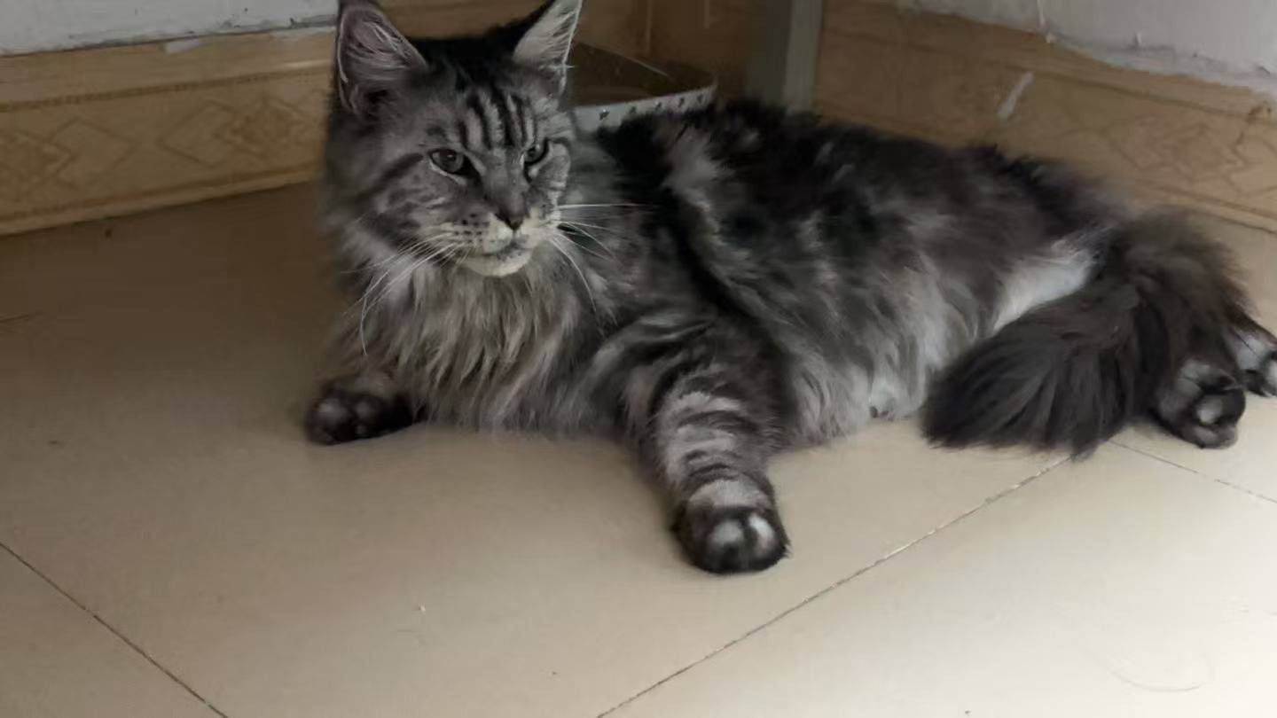 广州📍缅因待领养_3