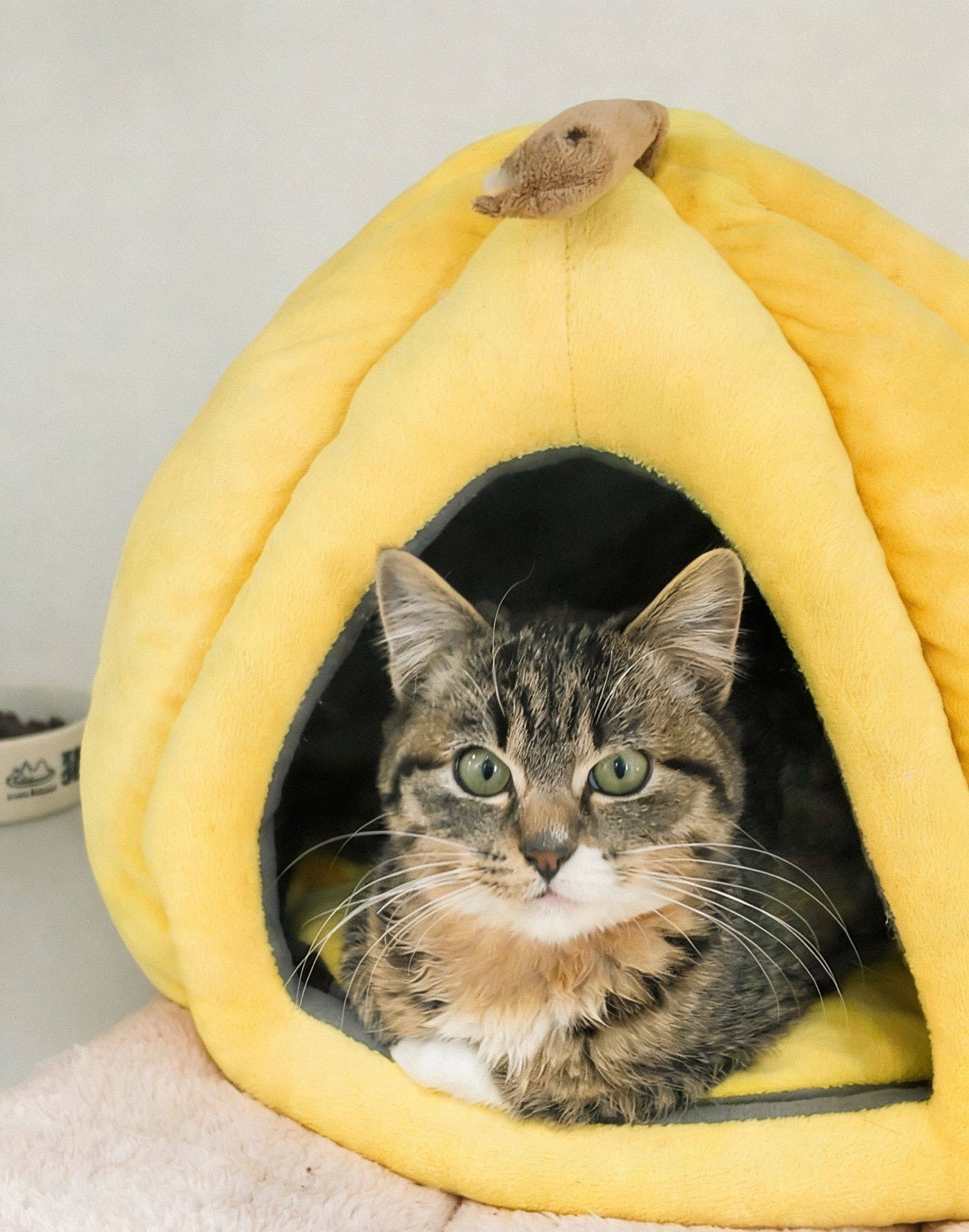 好标致的圆脸小狸！