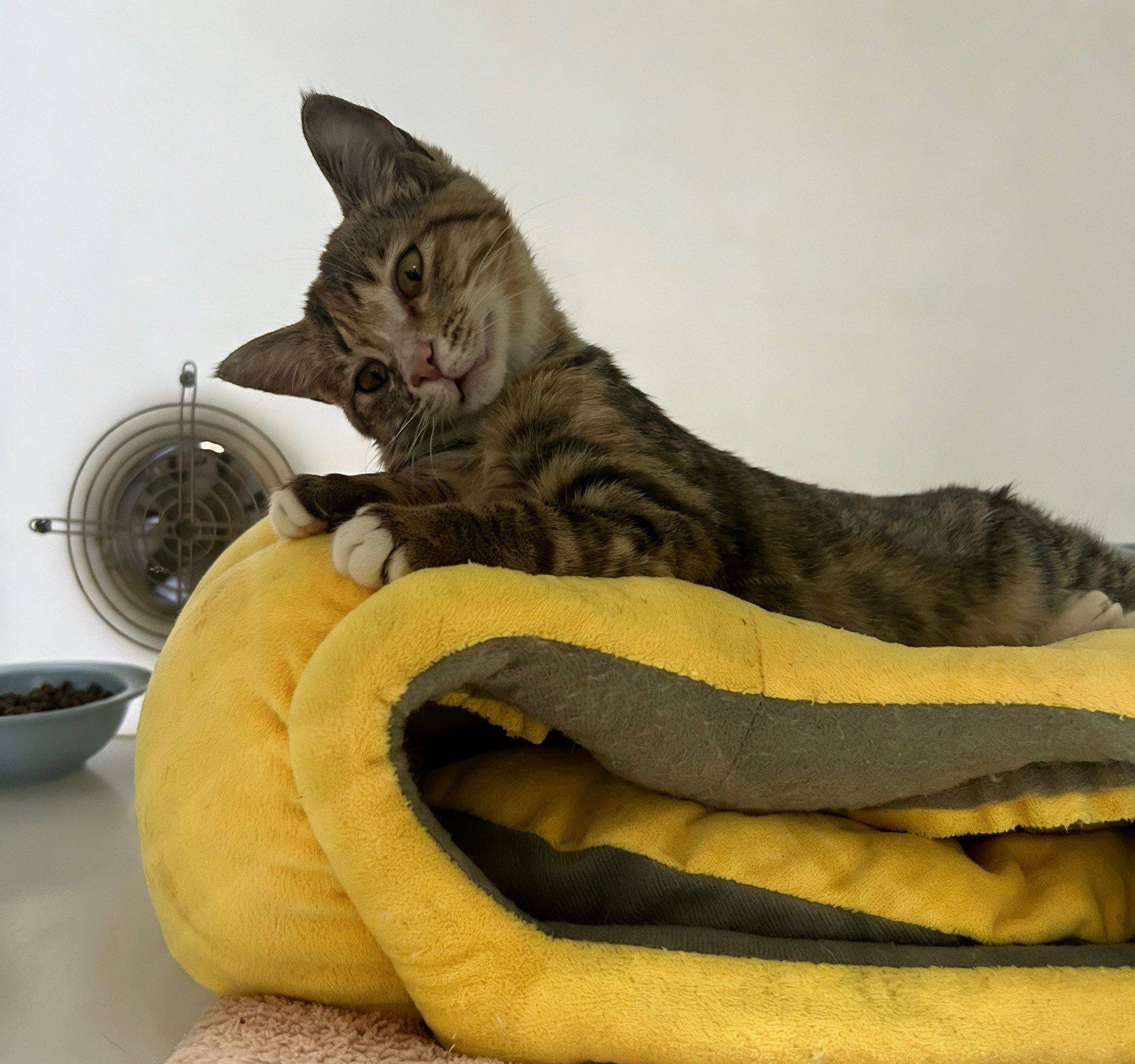 饱饱你是个赖皮蛇