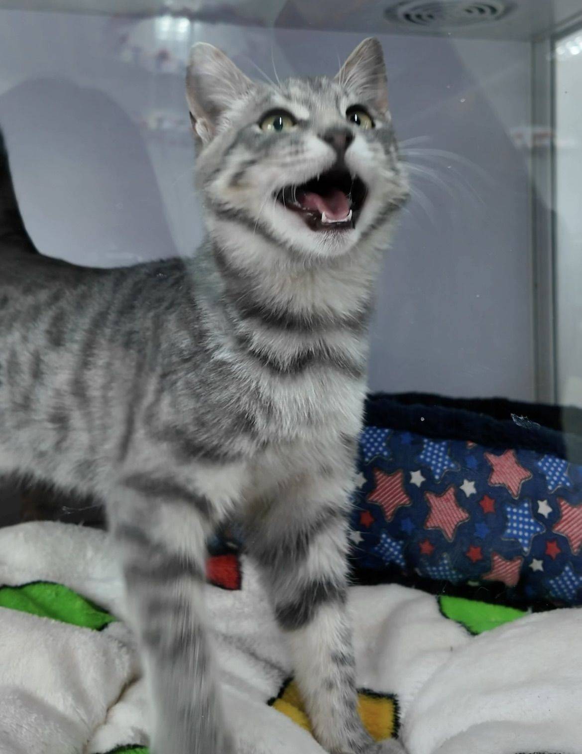 美短串串好米好米_1