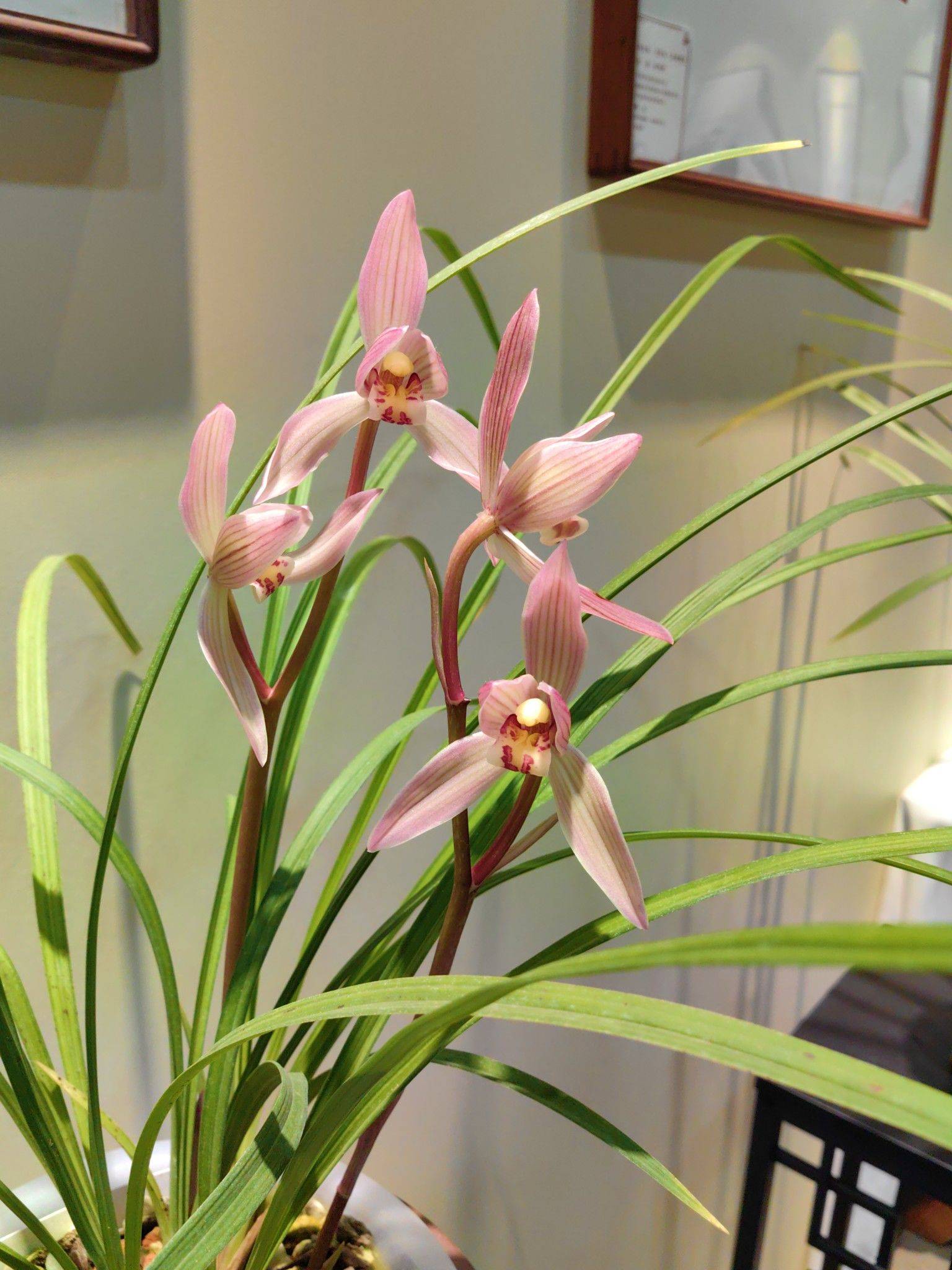 花影轻摇春又来_1