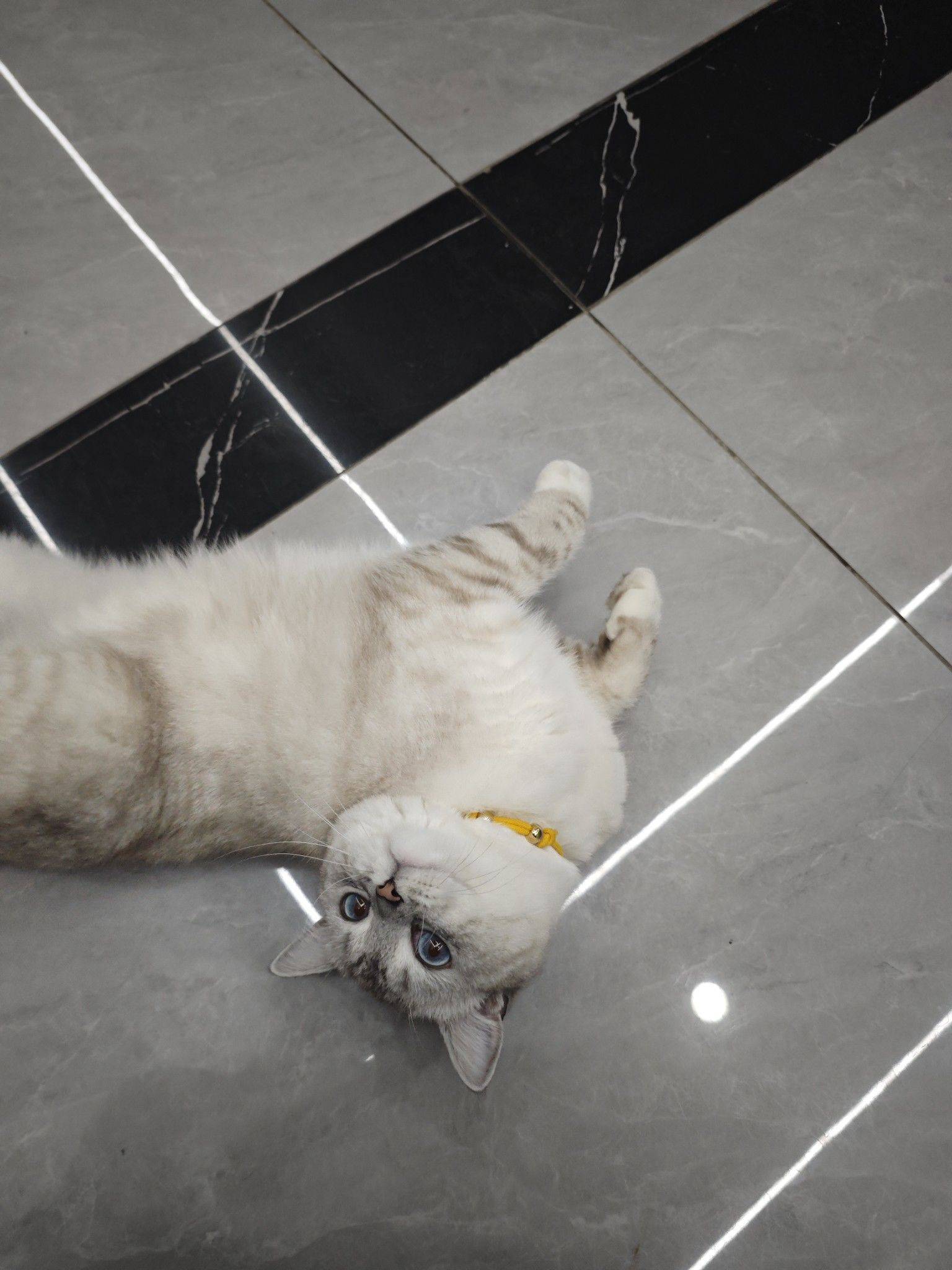 下班后有个猫咪陪伴_1