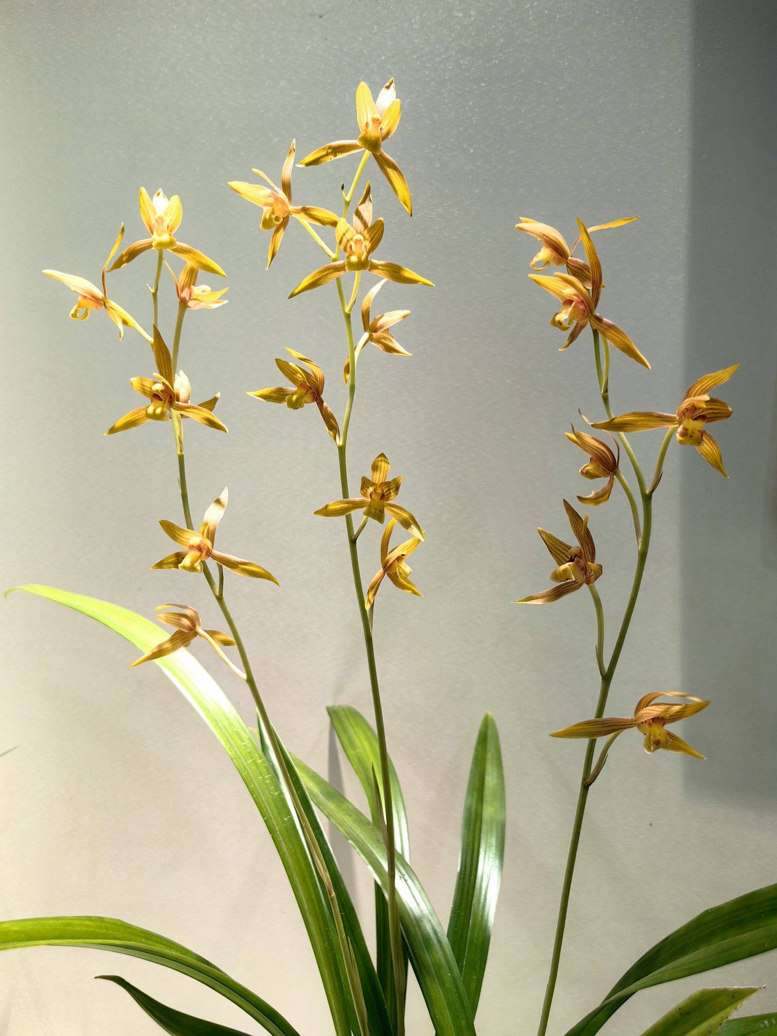 花影轻摇春又来_4