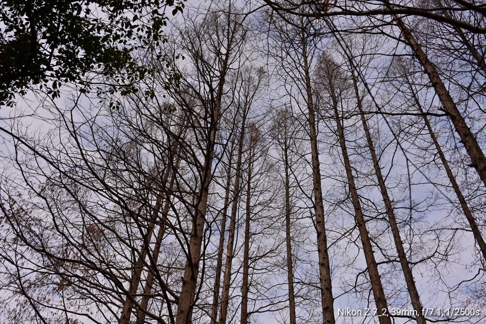  煎蛋  锅中四黄  热油翻炒  _4