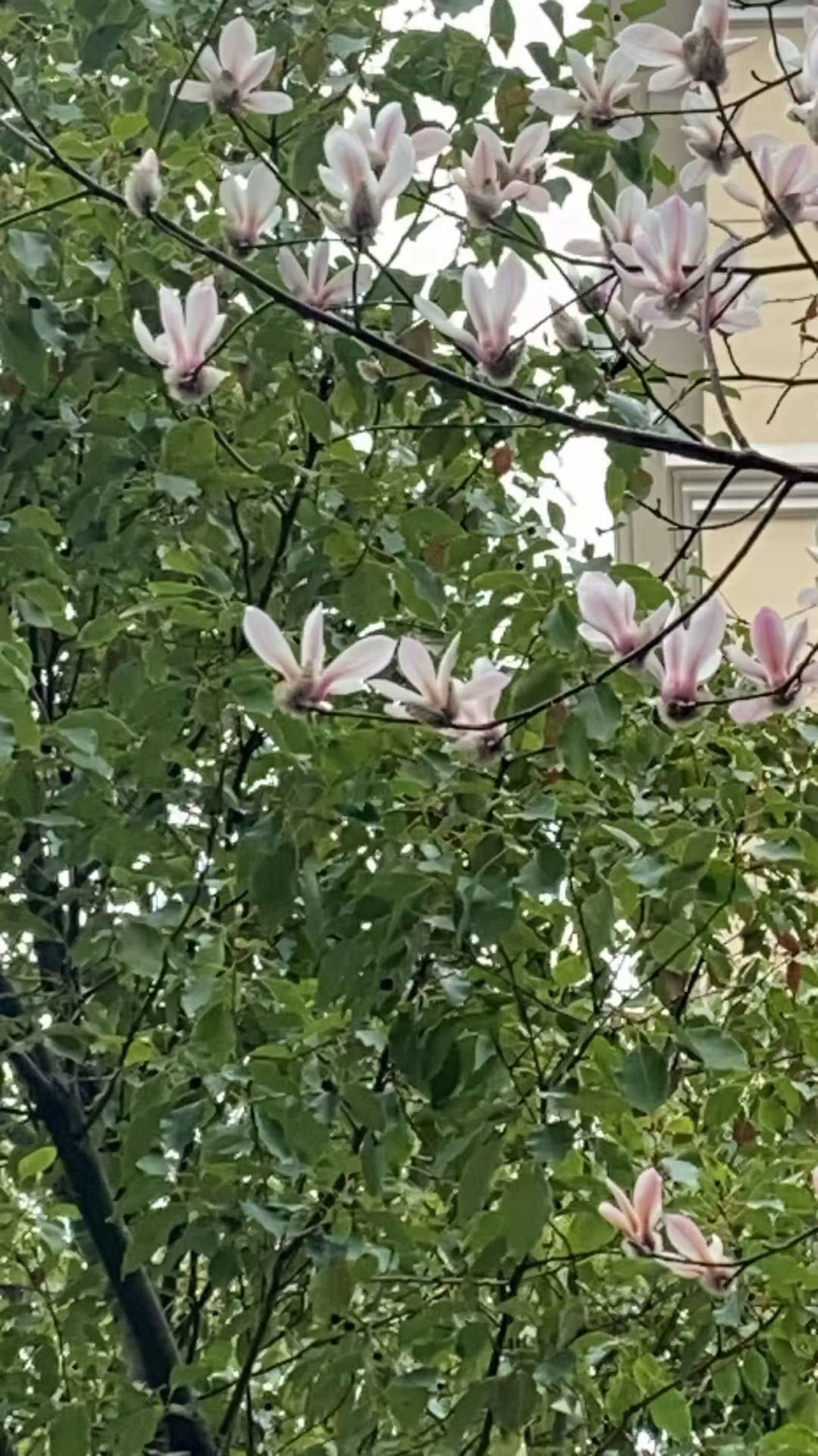 扑捉春天的信号📶_1