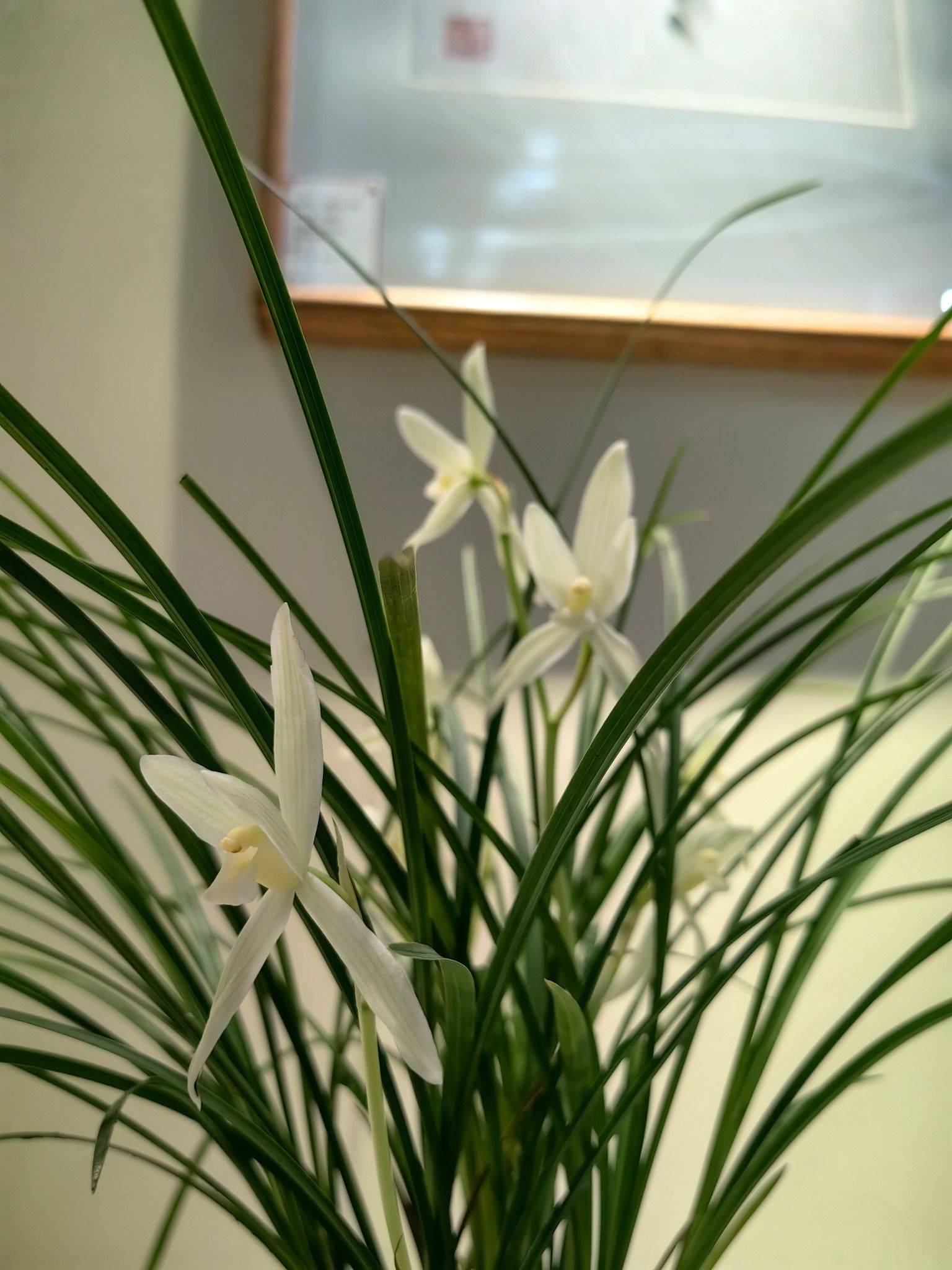 花影轻摇春又来_3