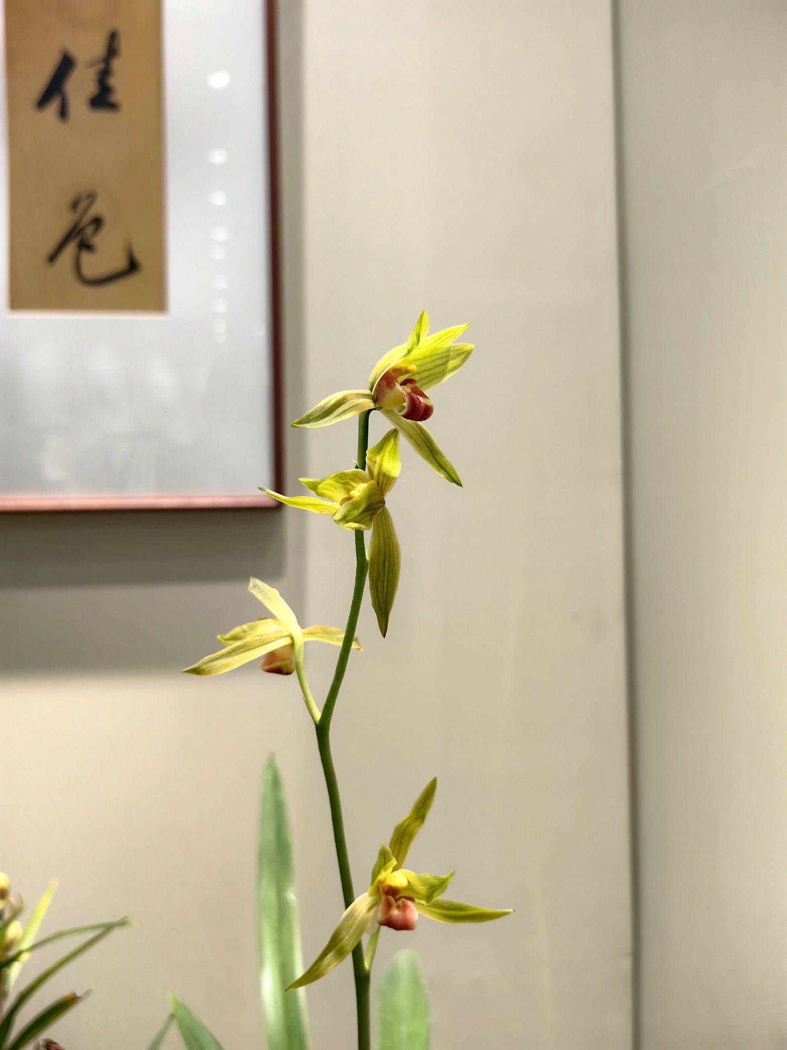 花影轻摇春又来_2